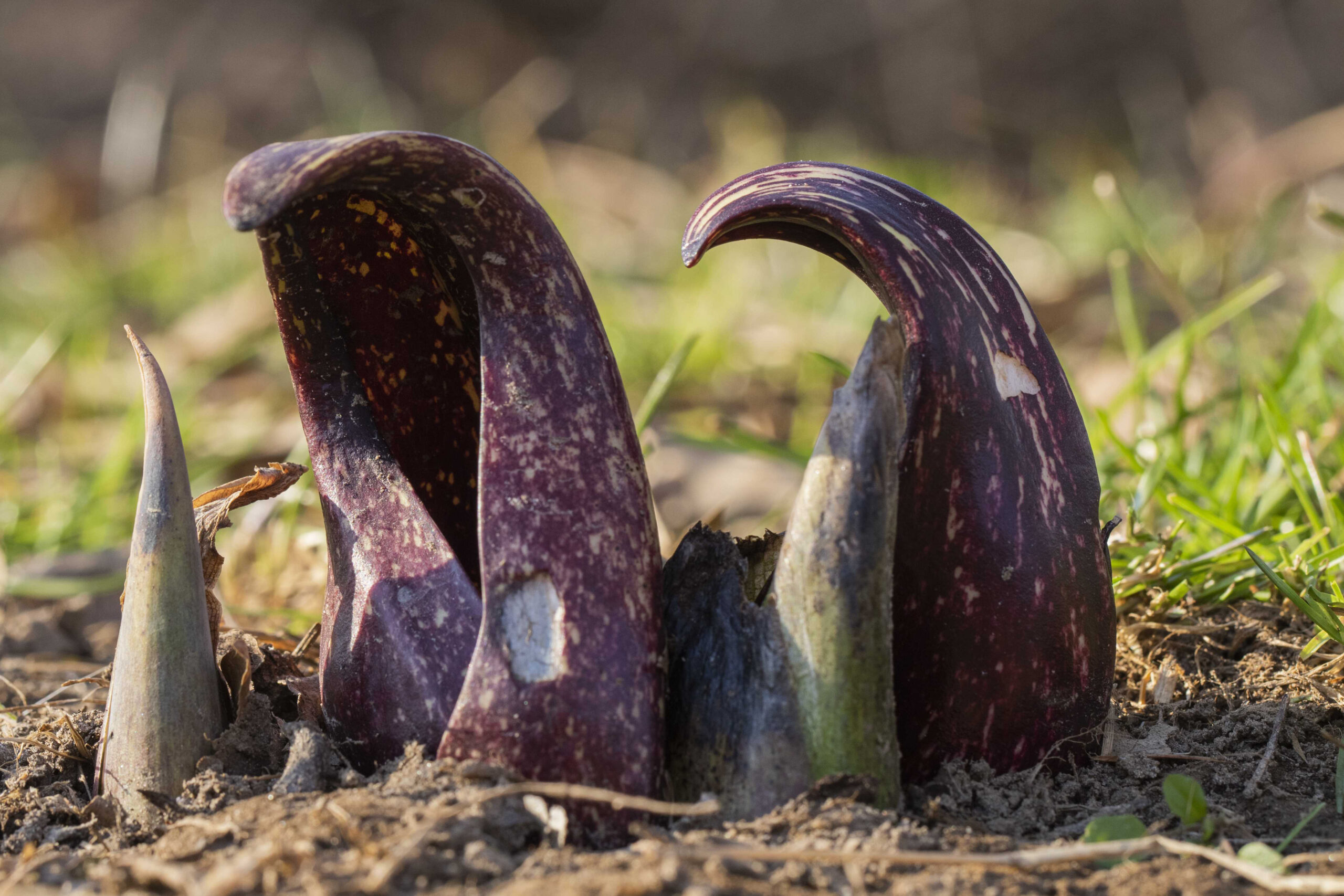 An early bloom of skunk cabbage, one of the most tell tale signs that spring is near! (Courtesy of Maryland DNR)