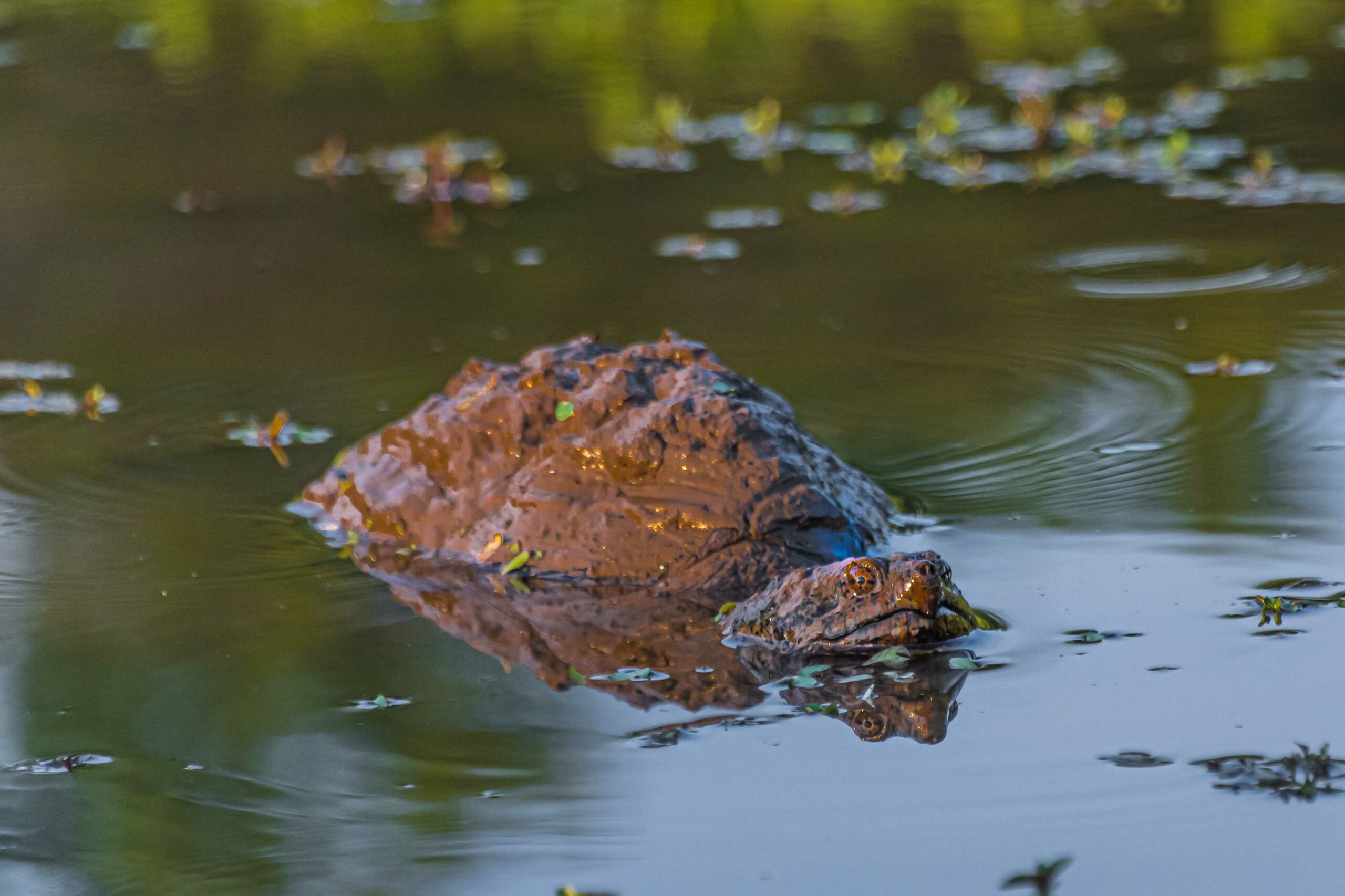 Snapping turtle on the prowl (Randy McCracken/Courtesy of Maryland DNR).