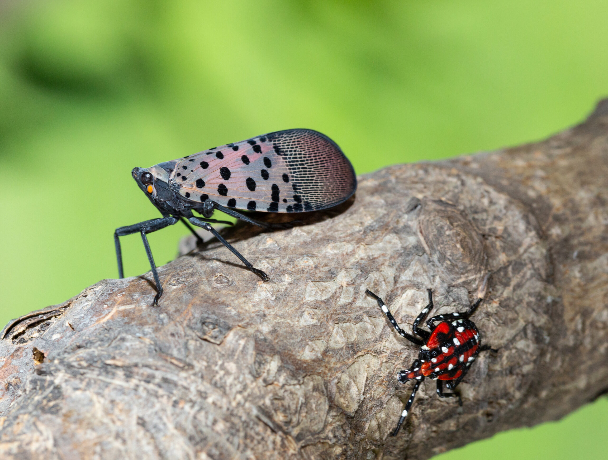 Spotted lanternfly, an invasive species that is supported by the invasive tree-of-heaven. (Stephen Ausmus/Courtesy of USDA).