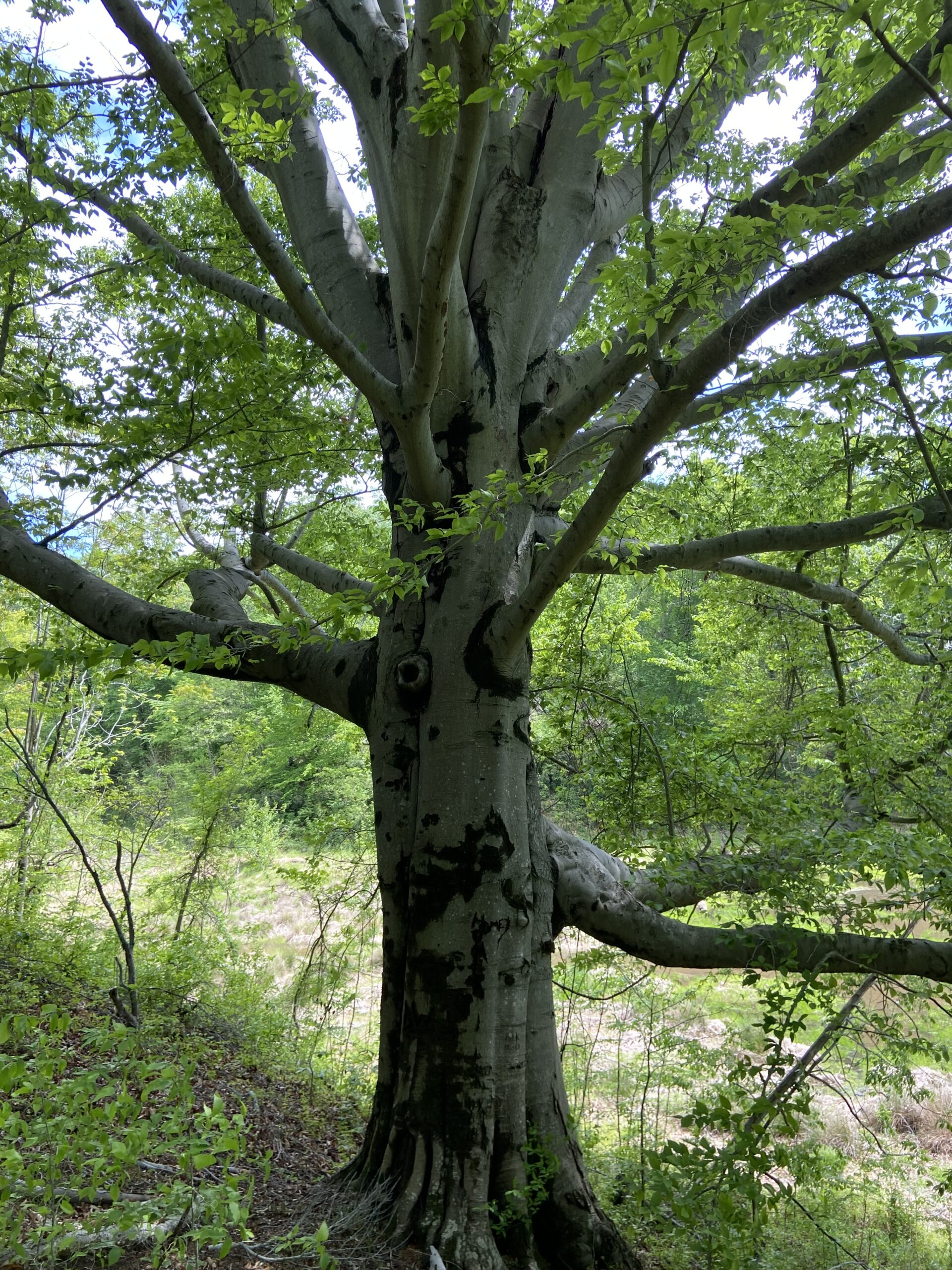 A beech tree in the springtime. (Megan McCabe/NOAA).