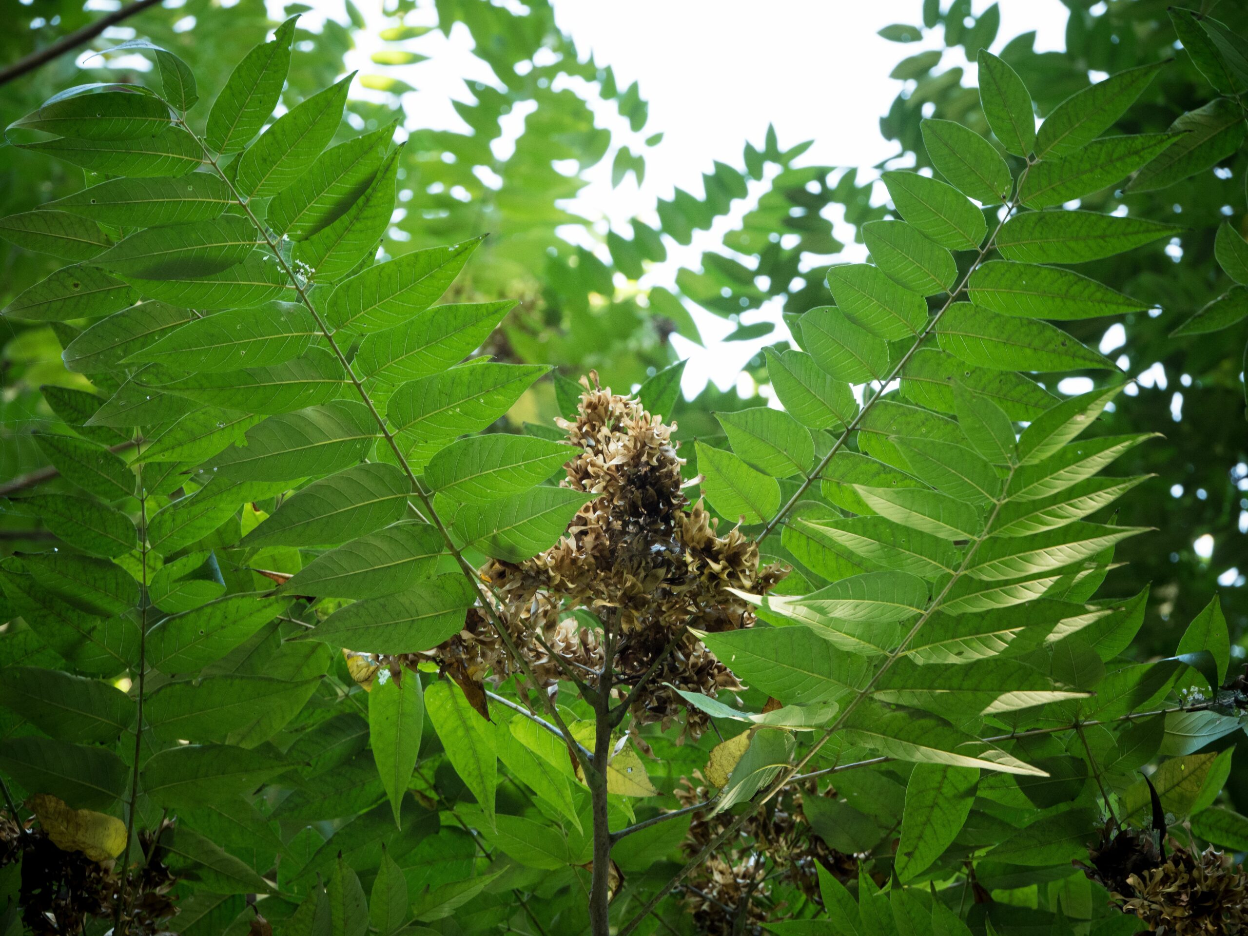 The invasive tree-of-heaven (Courtesy of USDA).