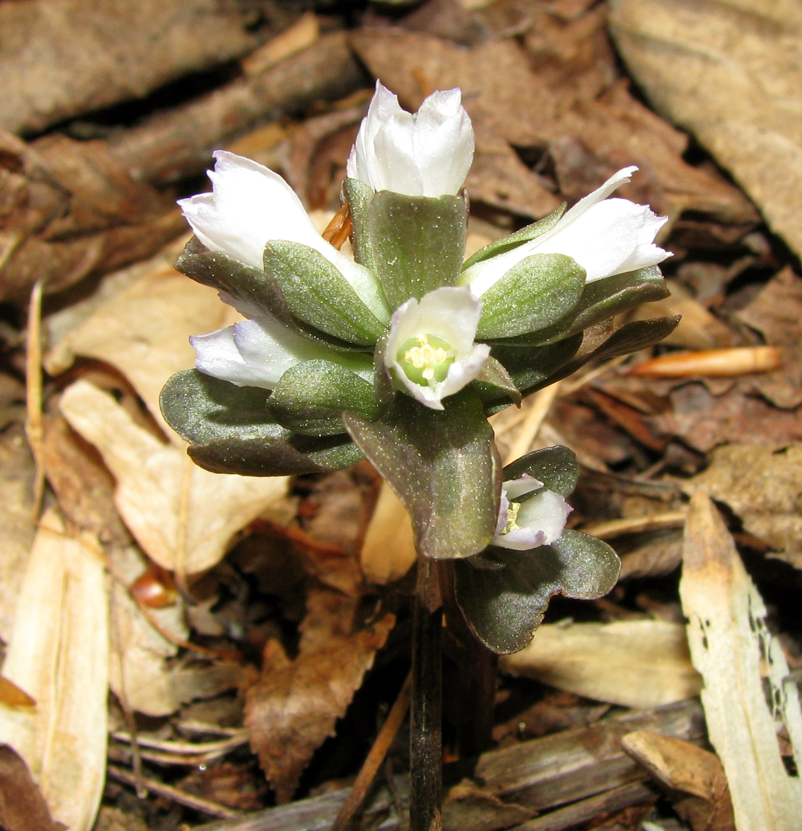 Virginia pennywort (Courtesy of Maryland DNR).