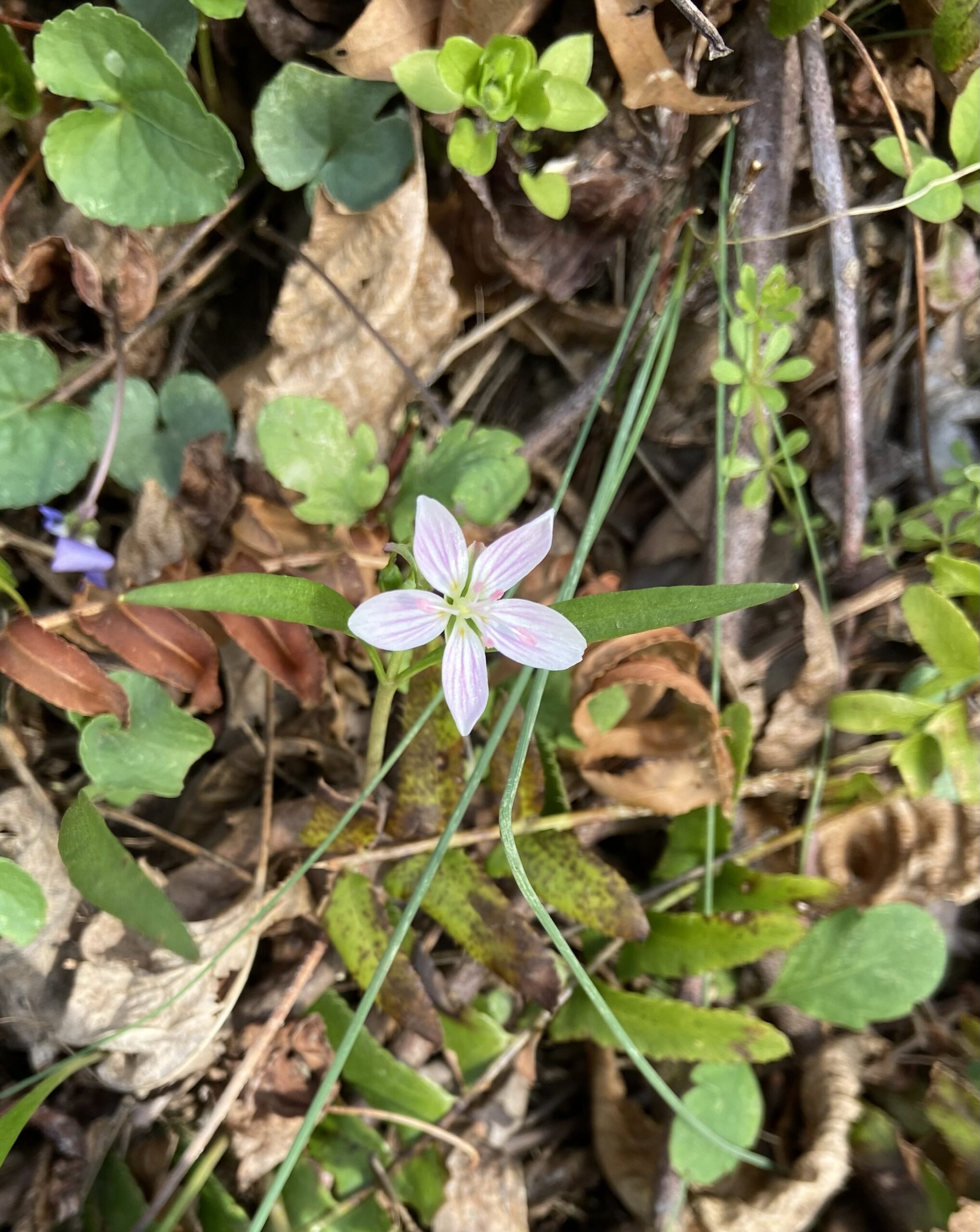 A Virginia spring beauty (Megan McCabe/NOAA).