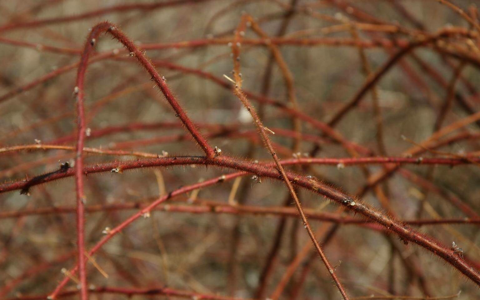 The thick, sharp, red stems of the Japanese wineberry shrub help the plant stand out in winter (Courtesy of New York SeaGrant).