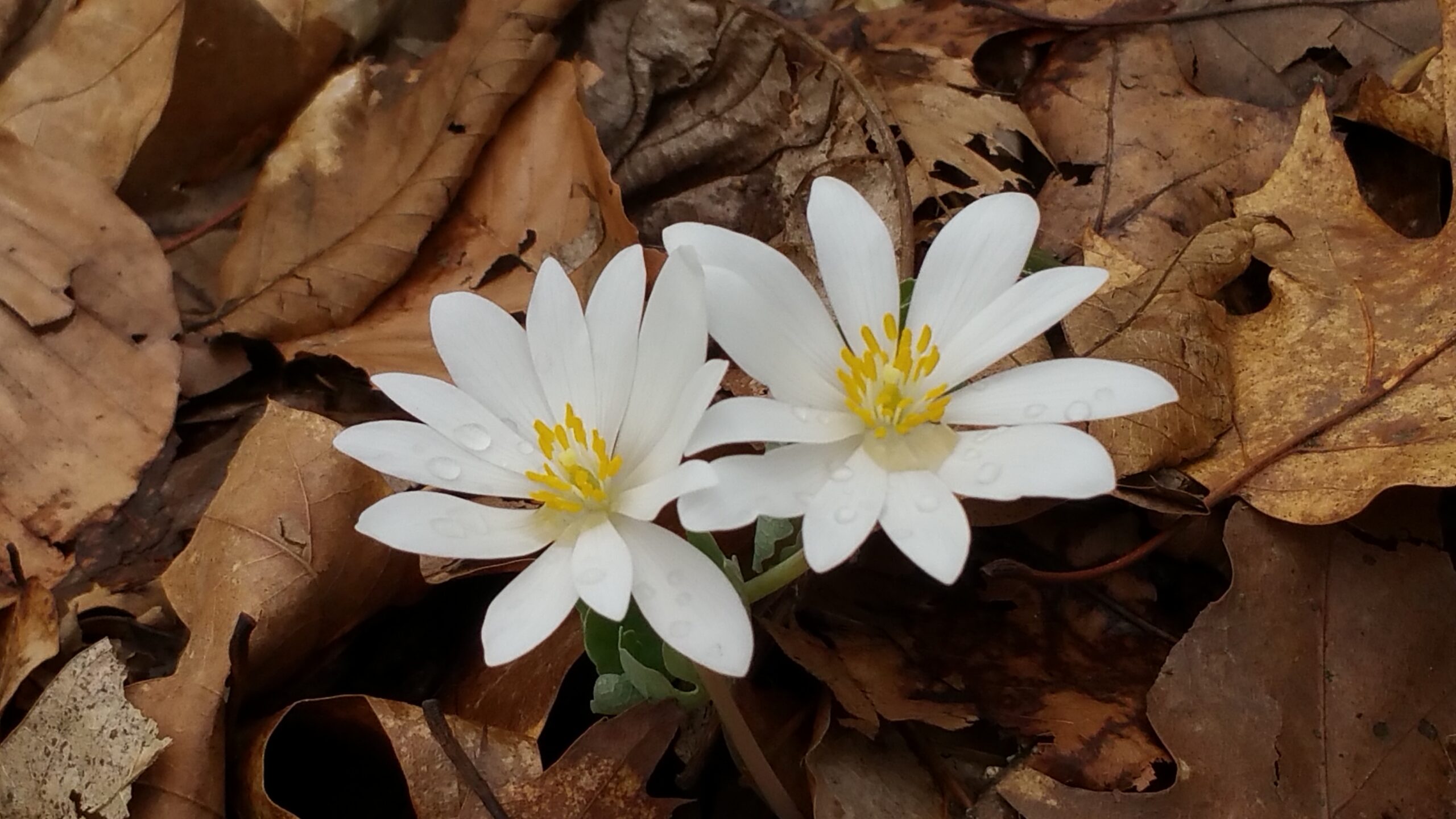 image of Native Wildflowers