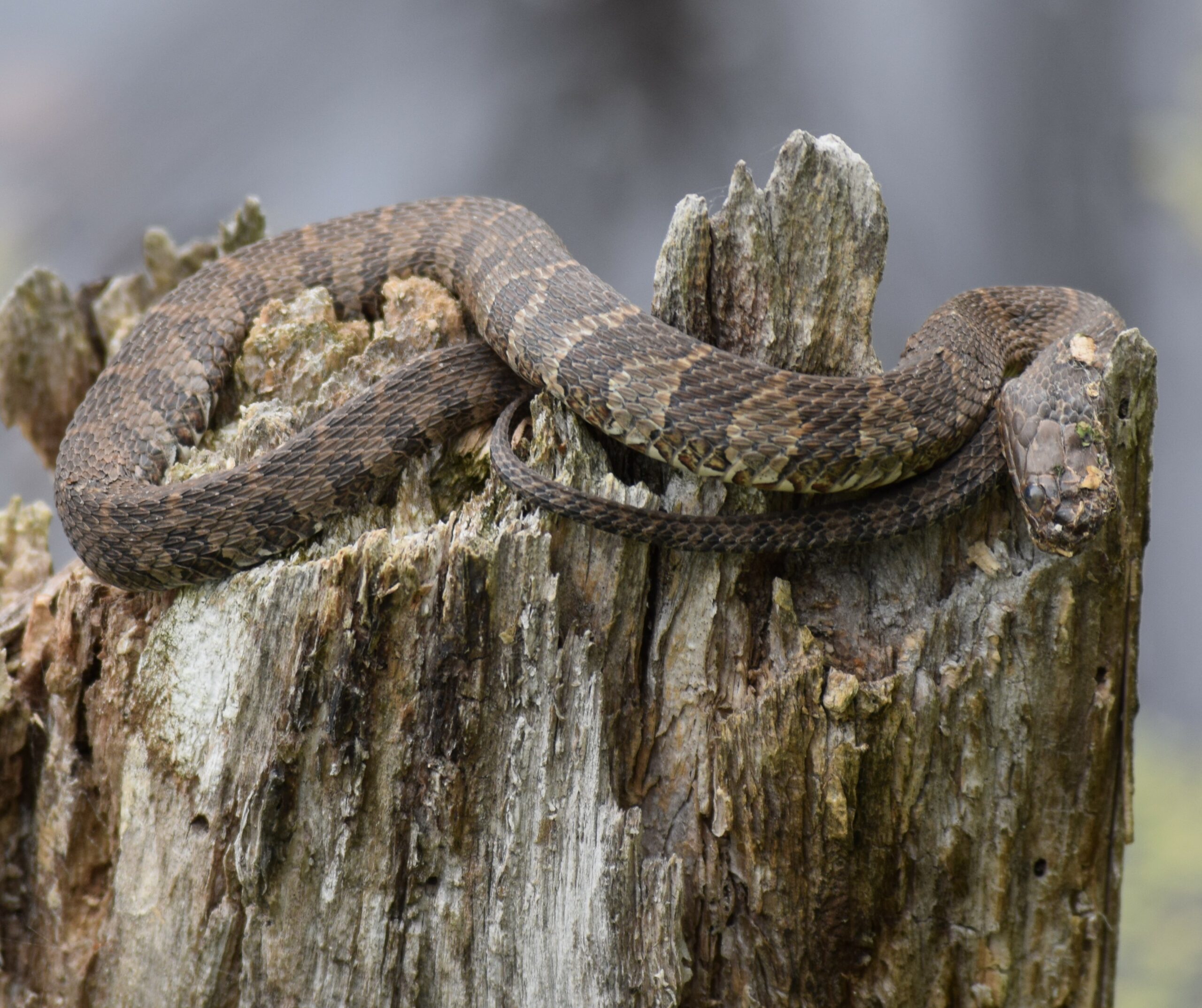 A common water snake (Jeffrey Goldstein/Courtesy of Maryland DNR).