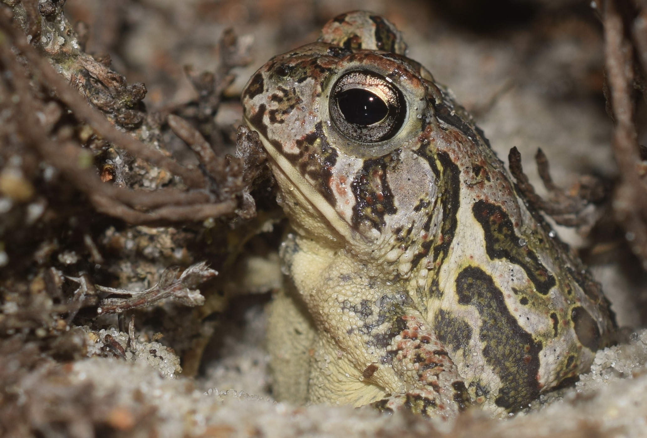 Fowler's toad (Tyler Streets/Courtesy of Maryland DNR).