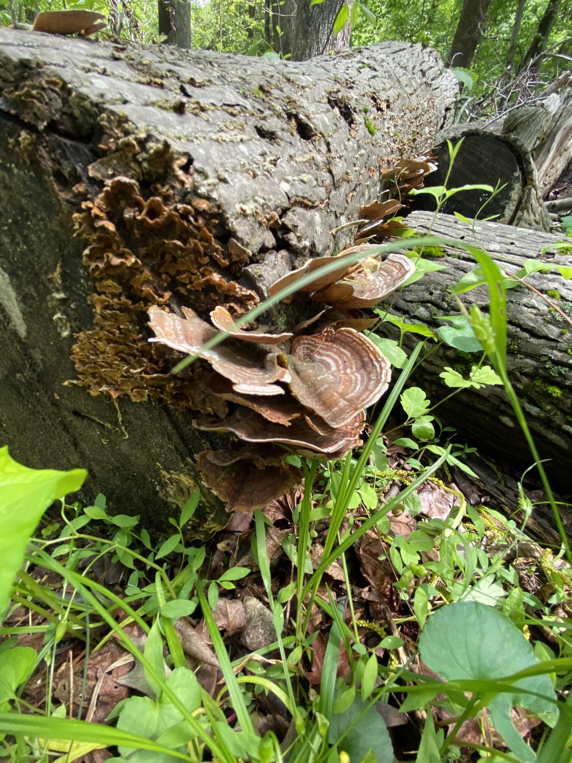 A fungus taking advantage of a well placed felled tree (Megan McCabe/NOAA).