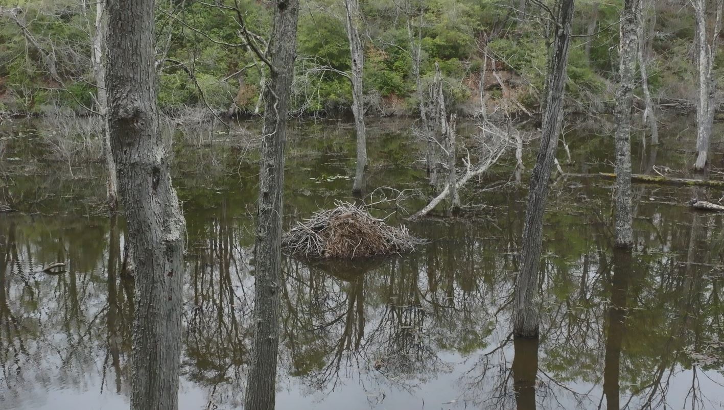 image of Beaver Dam and Lodge