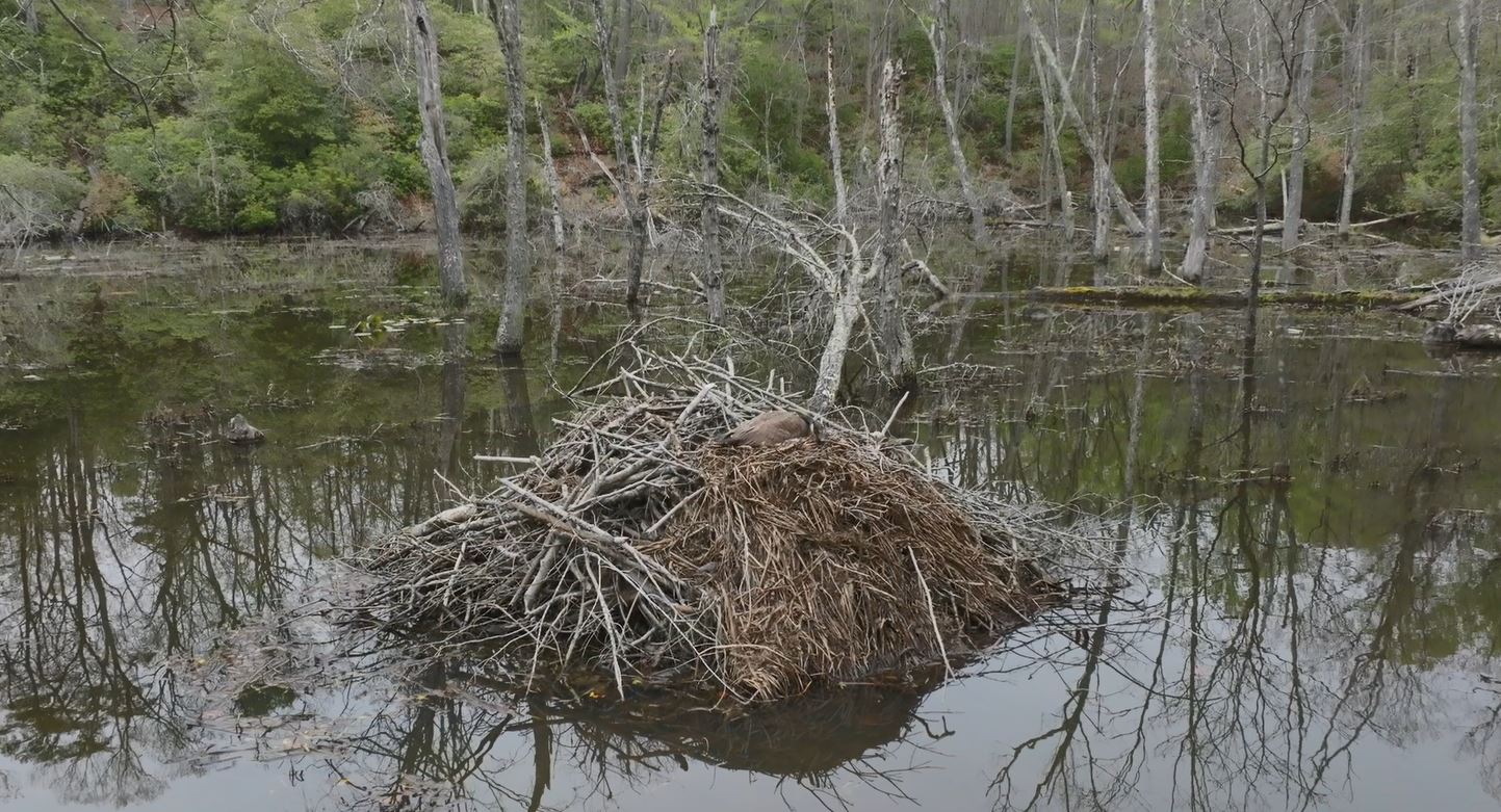 A beaver lodge likely housing the beavers responsible for the dam (Matt McIntosh/NOAA).