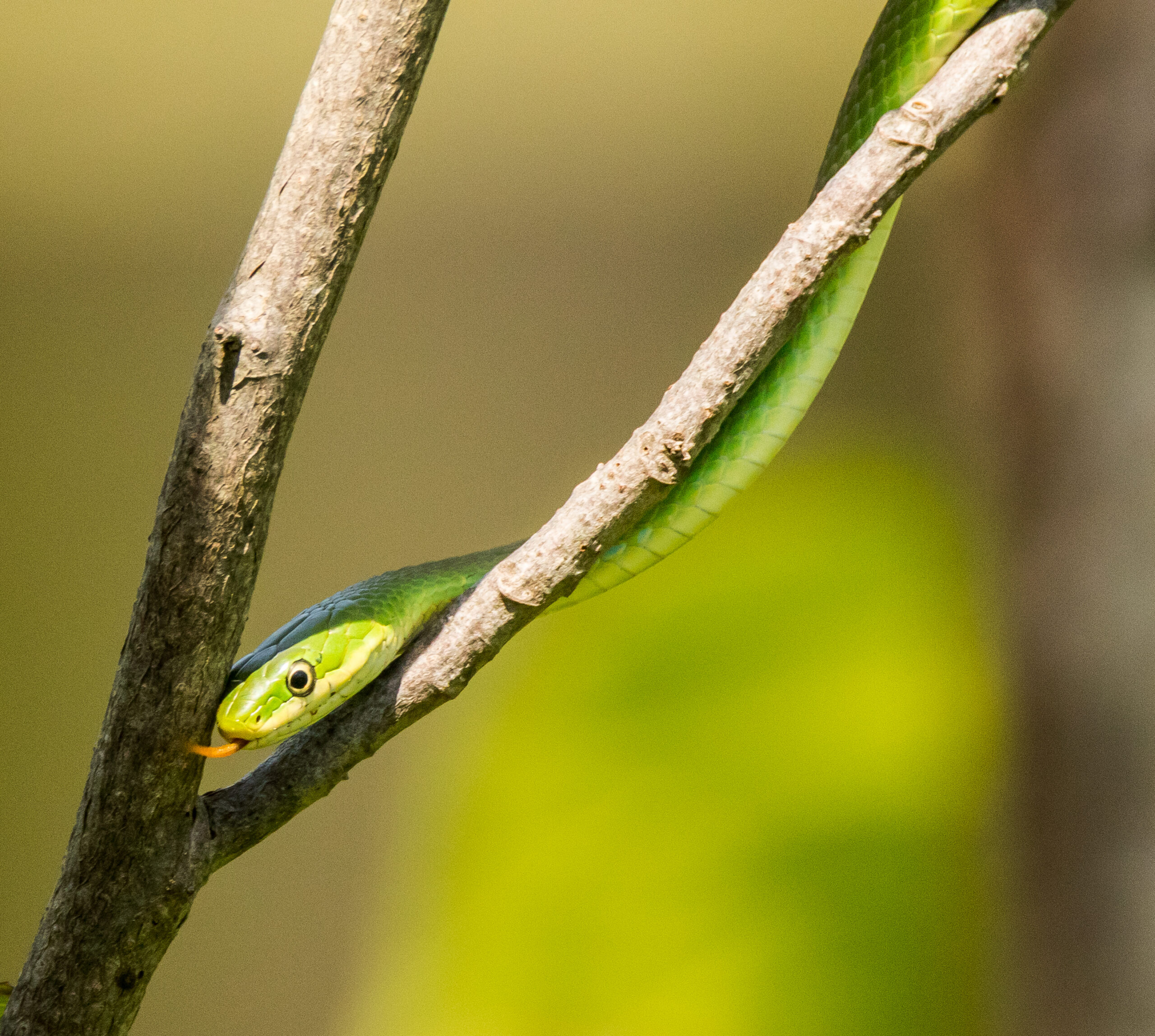 Rough green snake (Stephen Hayes/Courtesy of Maryland DNR).