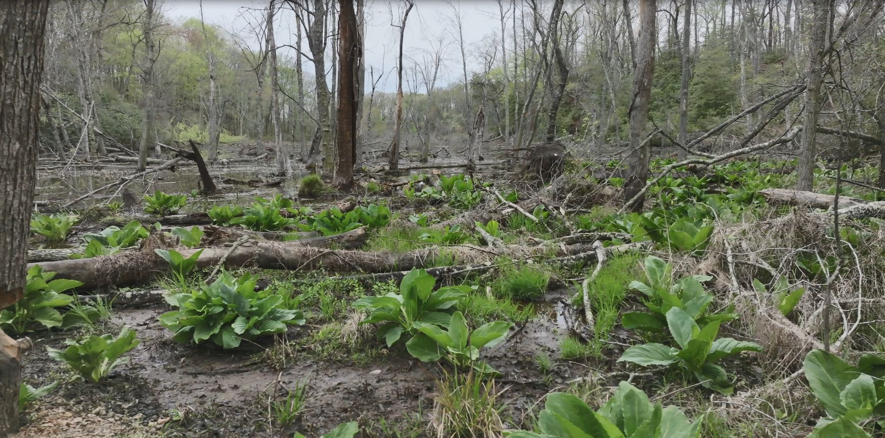 Skunk cabbage in a freshwater wetland (NOAA).