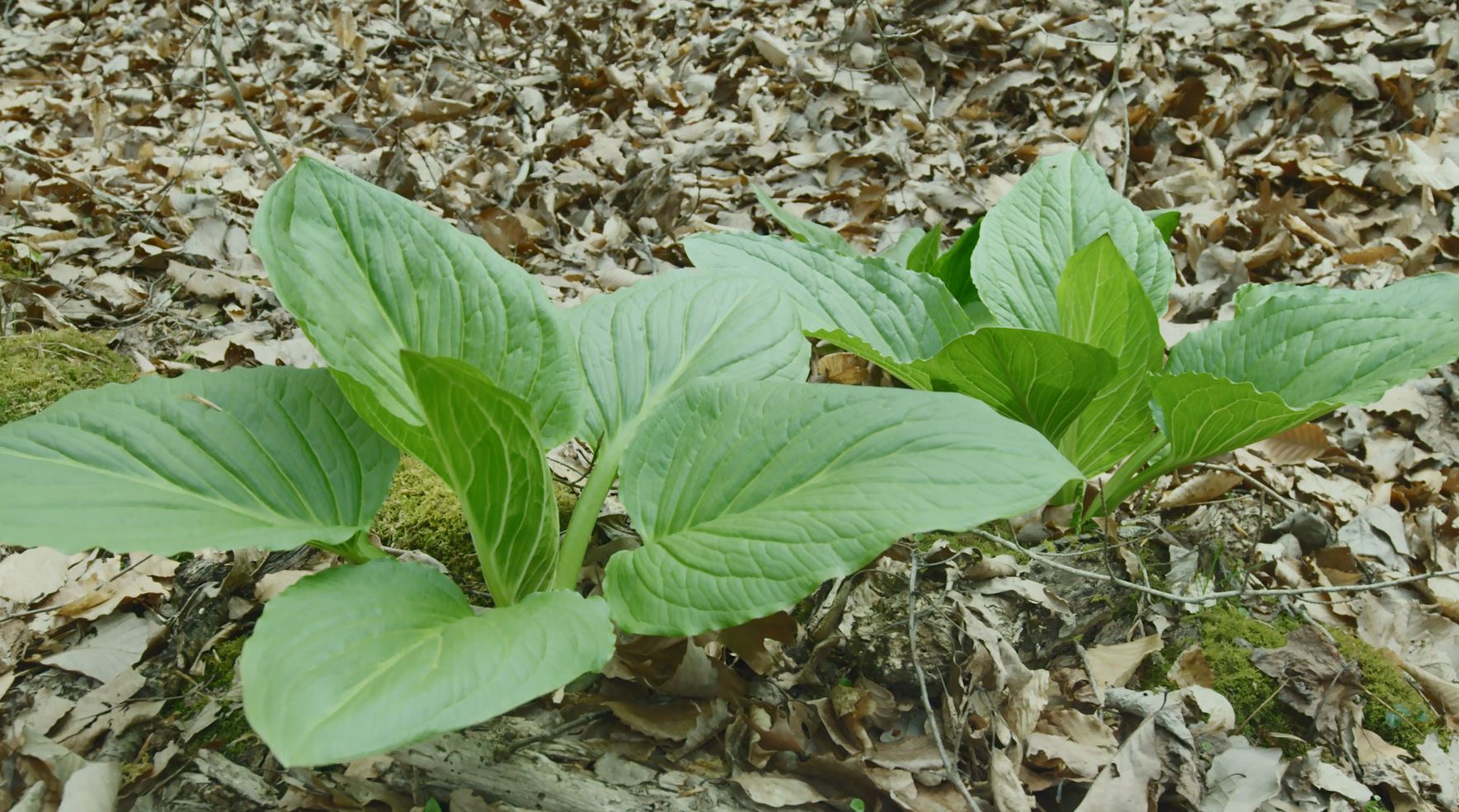 The broad, green leaves of the skunk cabbage plant (NOAA). 