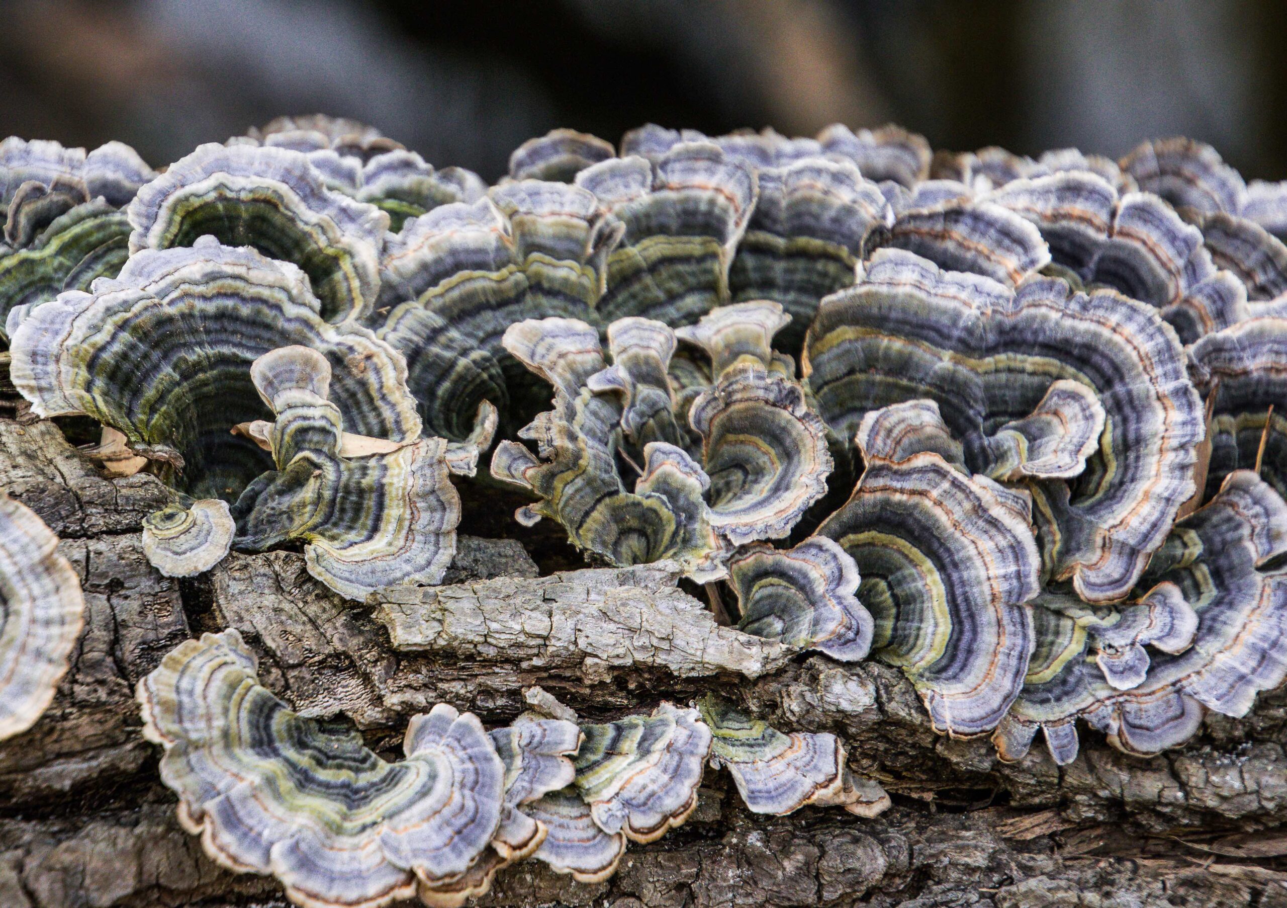 A spectacular turkey tail mushroom (Kim Norris/Maryland DNR).