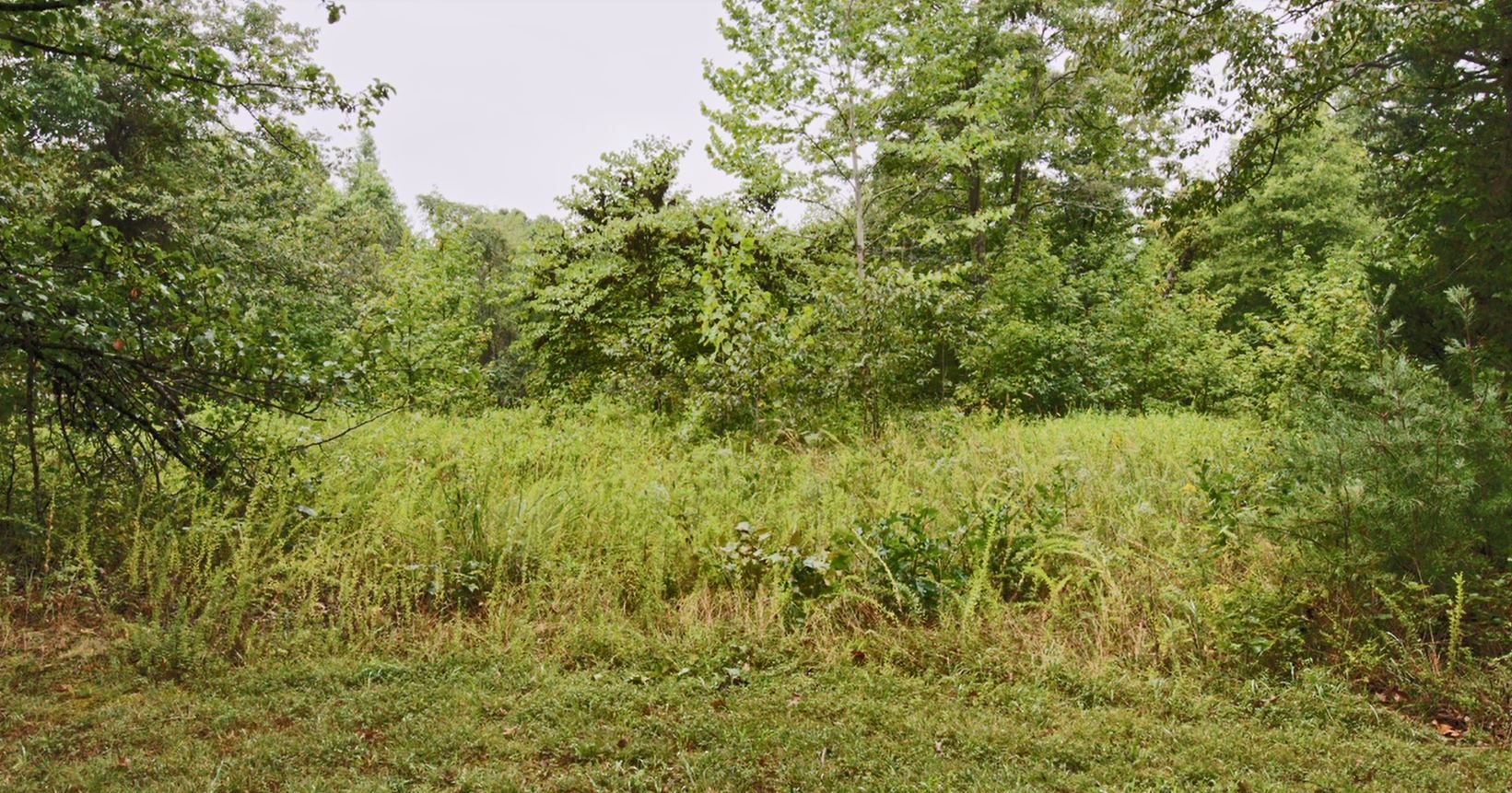 Keep your eyes out for turkeys as you pass by this meadow along the Nature Loop (NOAA).