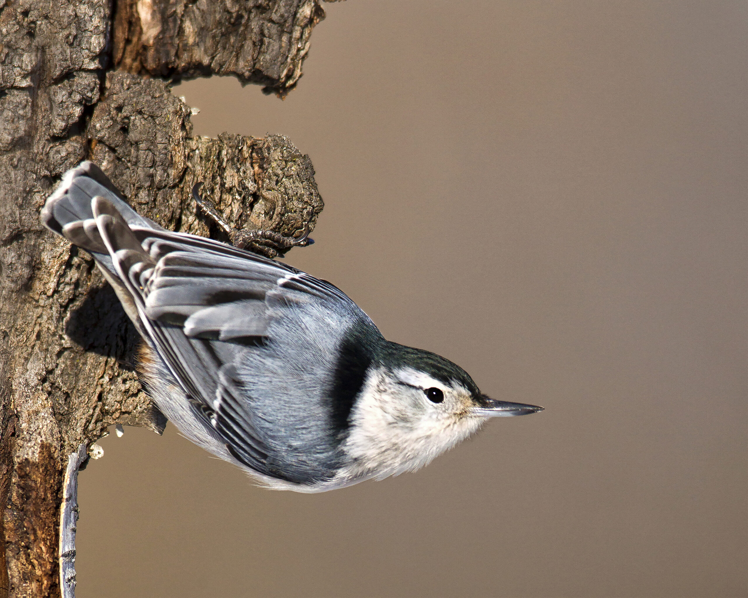 A white-breasted nuthatch (Dean Newman/Courtesy of Maryland DNR).