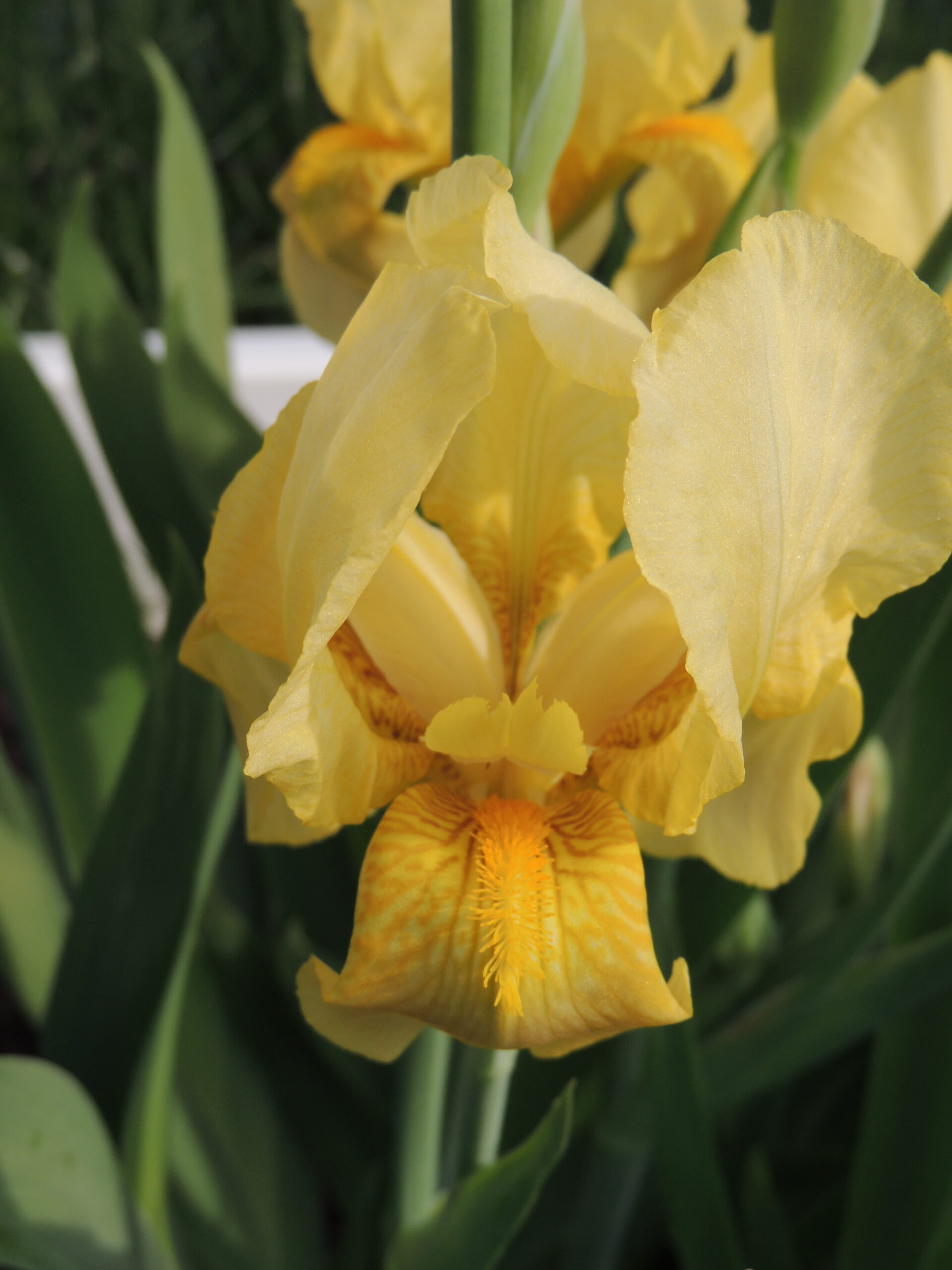 image of Iris