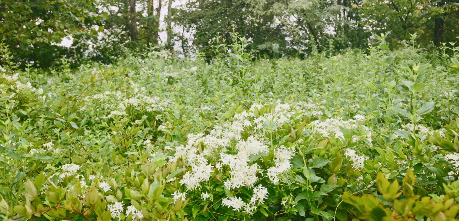 image of Meadow