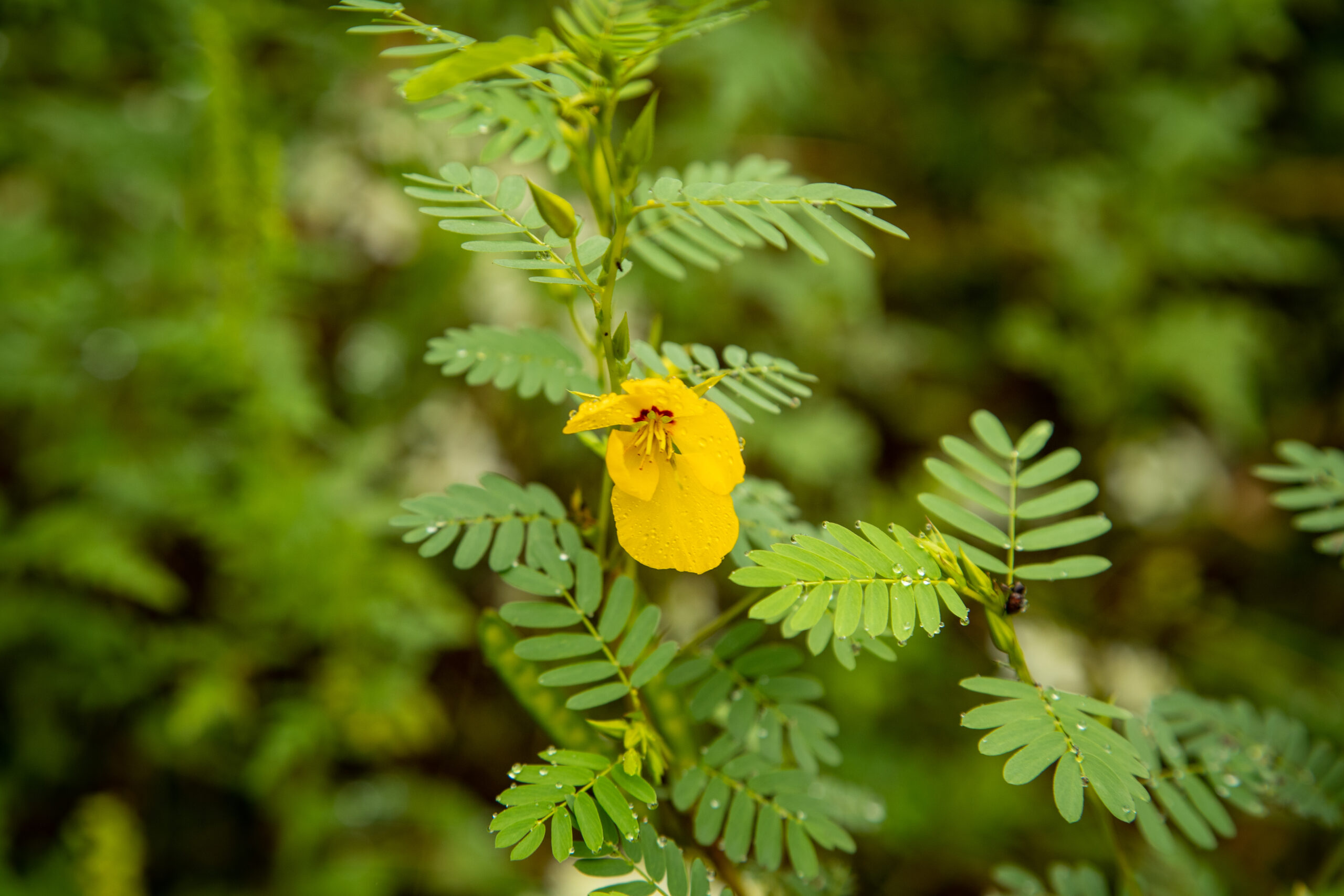 Partridge pea (Matt McIntosh/NOAA).