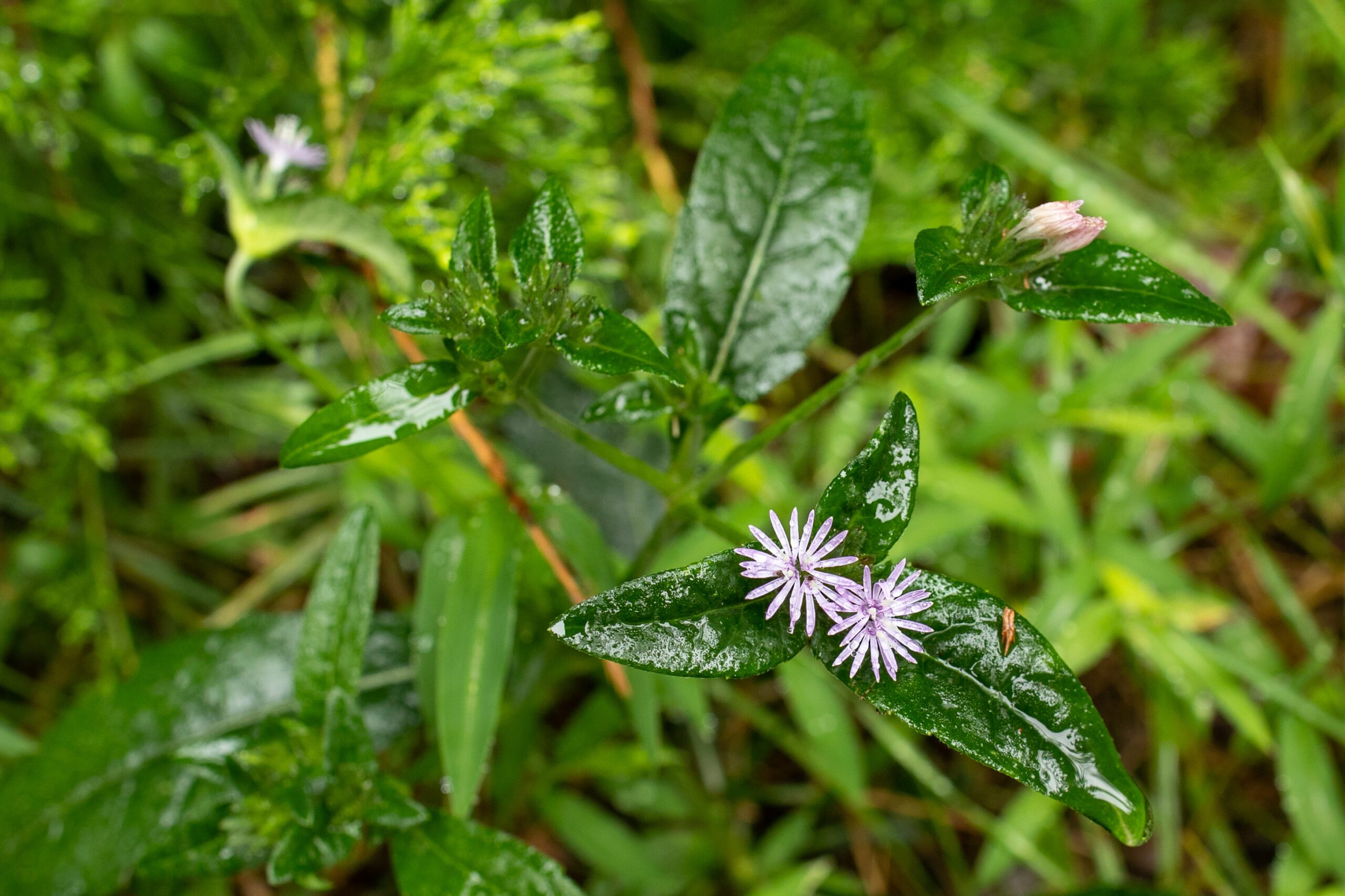 Leafy elephant's foot, a shrub-like plant with lavender flowers (Matt McIntosh/NOAA).