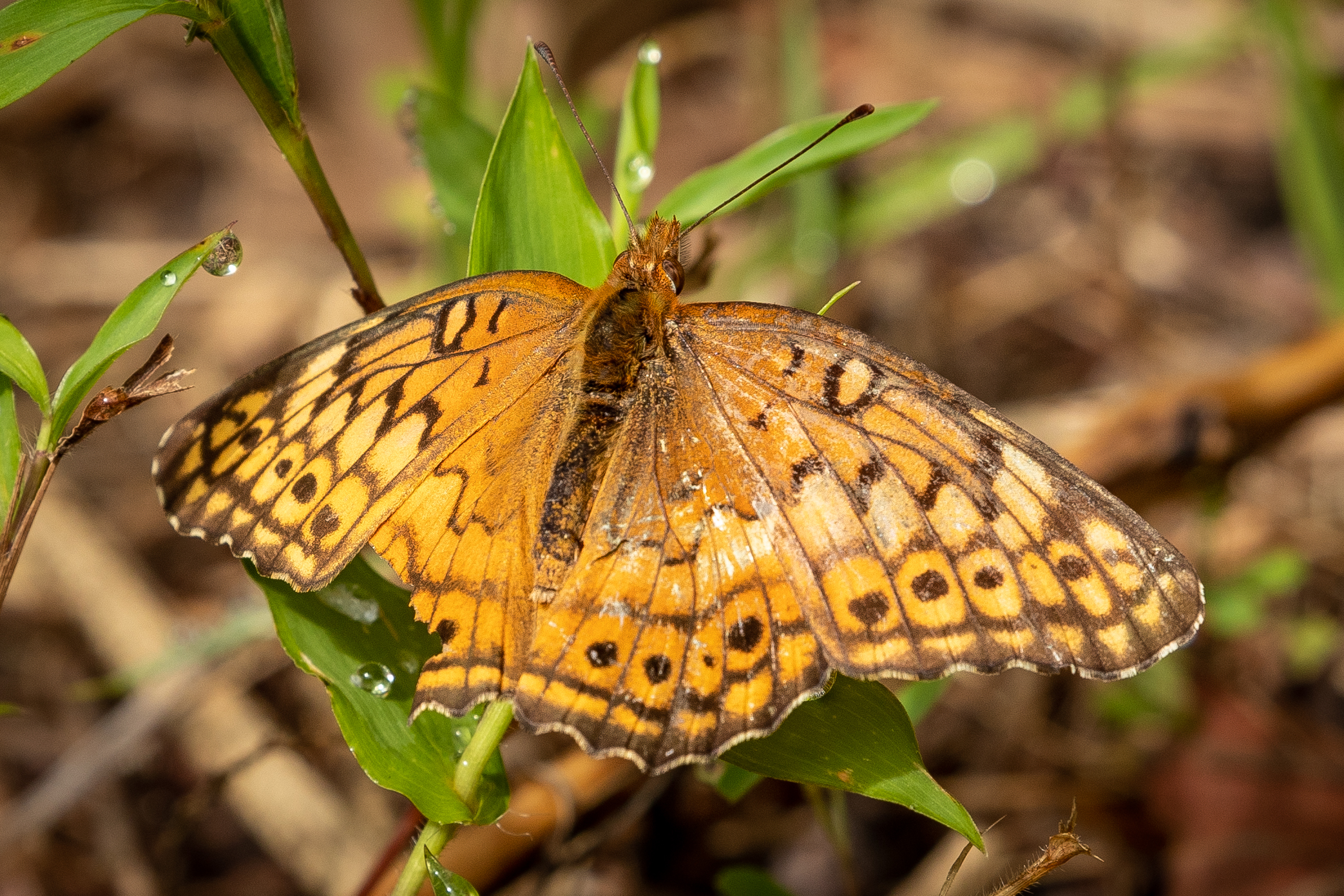 Variegated fritillary, a native butterfly species (Matt McIntosh/NOAA).