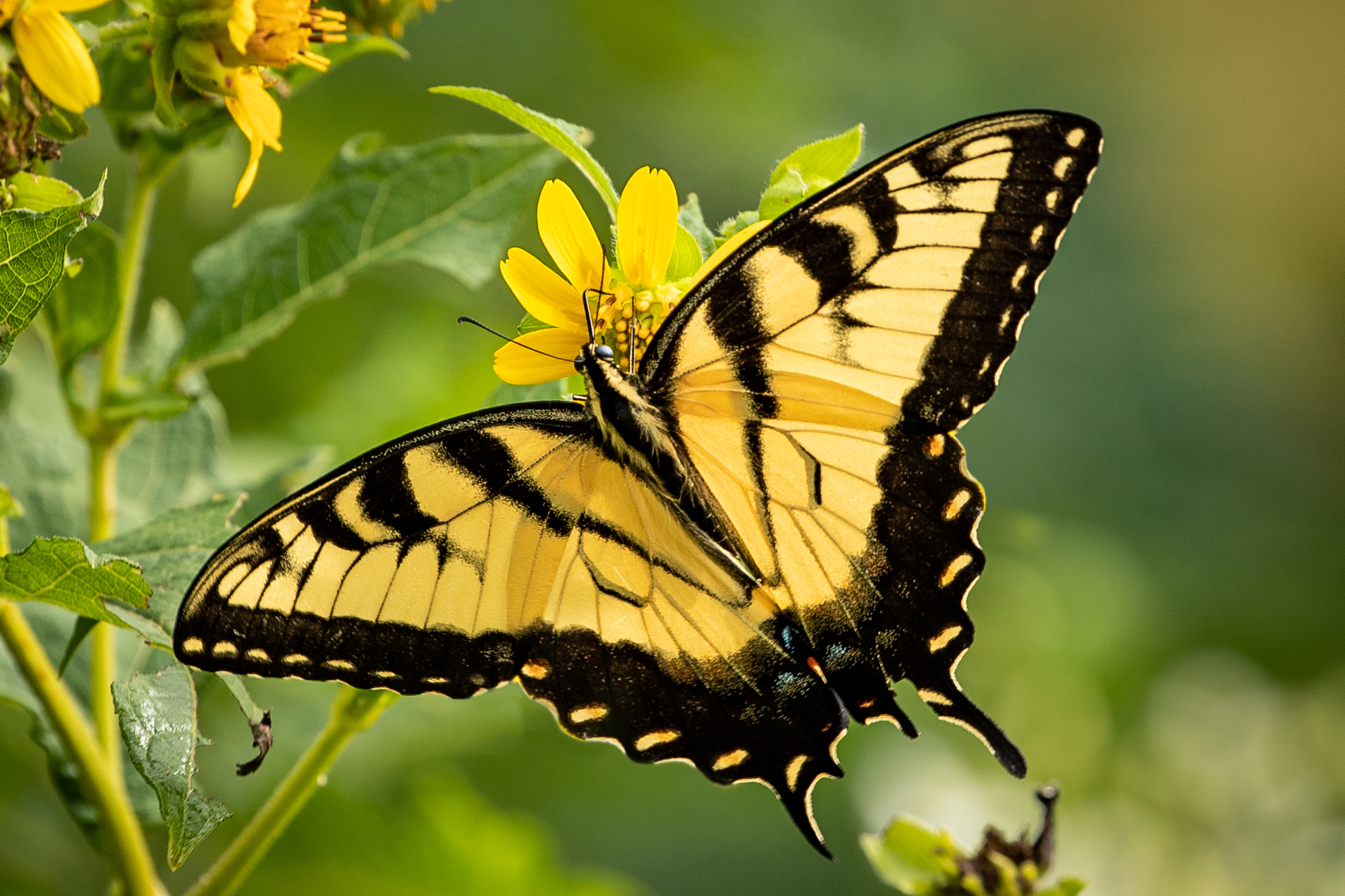 Eastern tiger swallowtail, a native butterfly species (Matt McIntosh/NOAA).