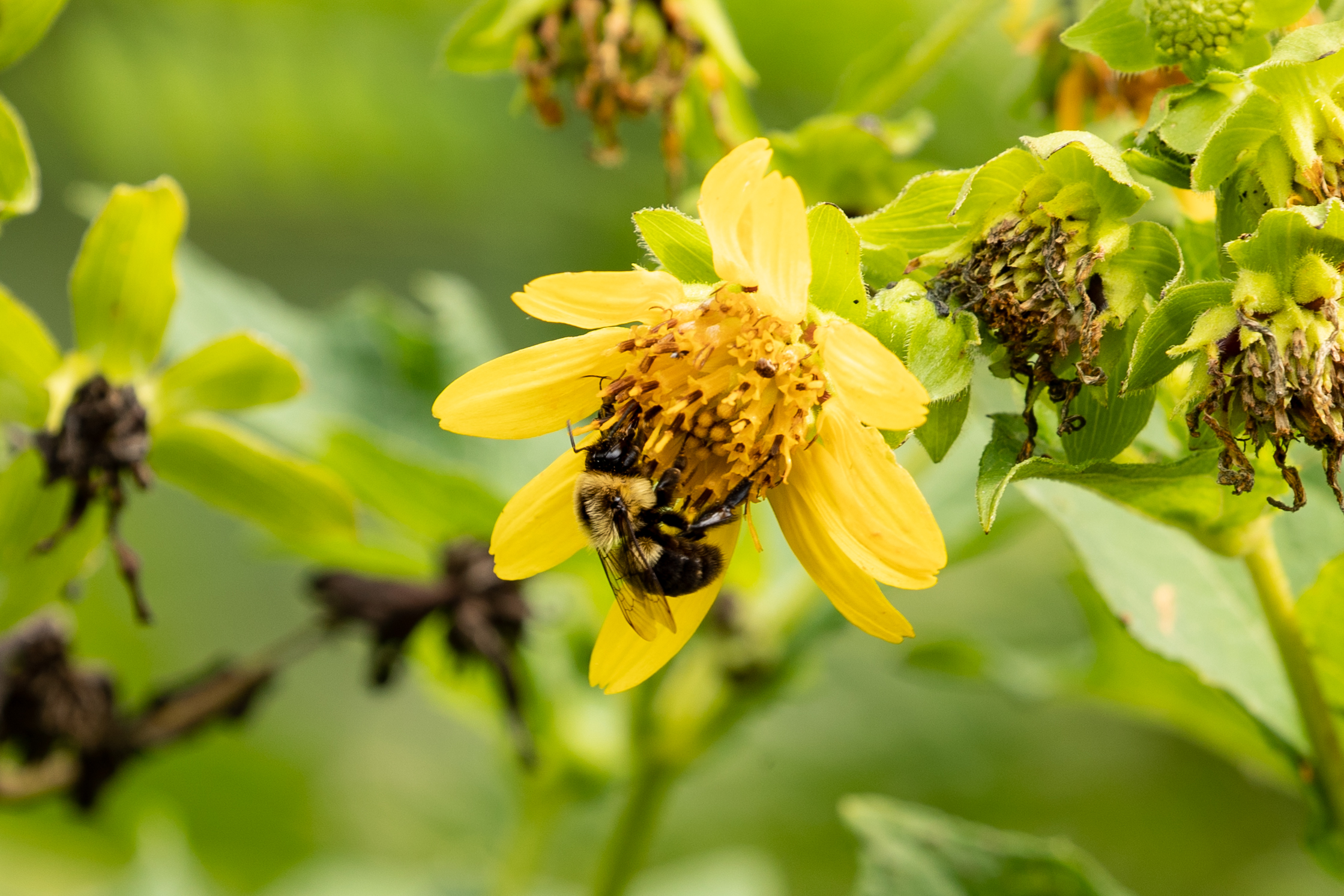 A bumblebee pollinating a meadow flower (Matt McIntosh/NOAA).