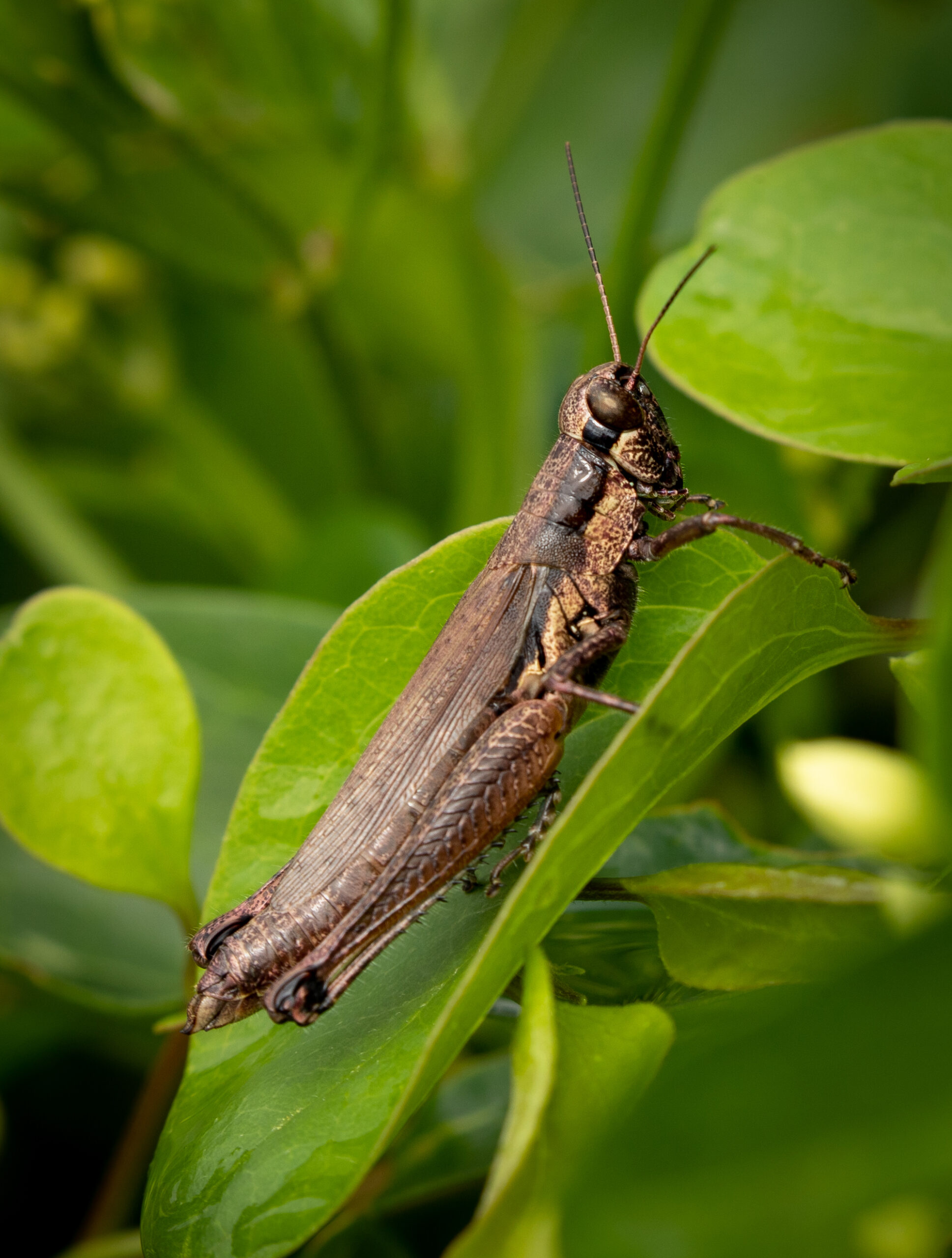 A swamp grasshopper resting on a leaf (Matt McIntosh/NOAA).