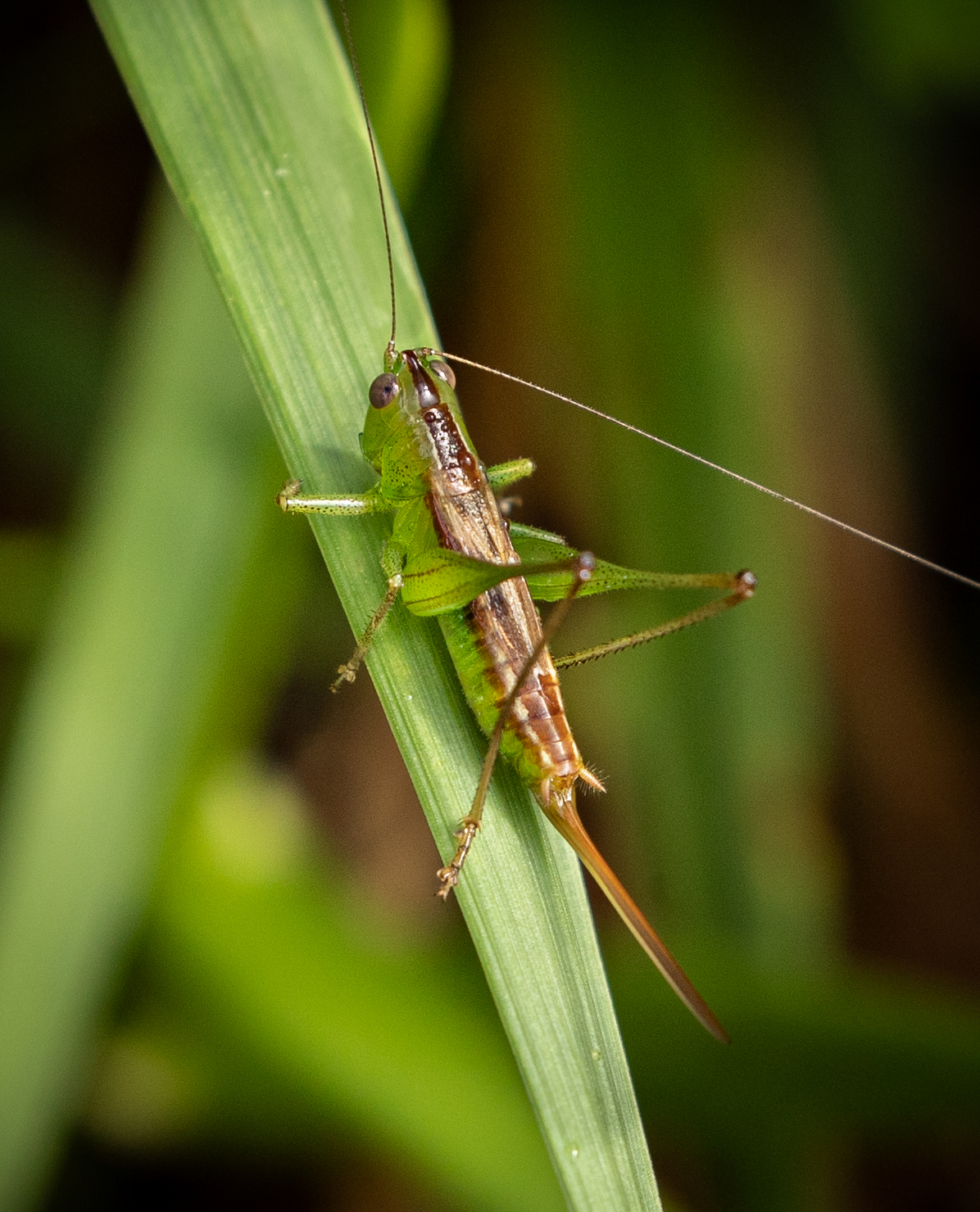 A grasshopper resting on a leaf (Matt McIntosh/NOAA).