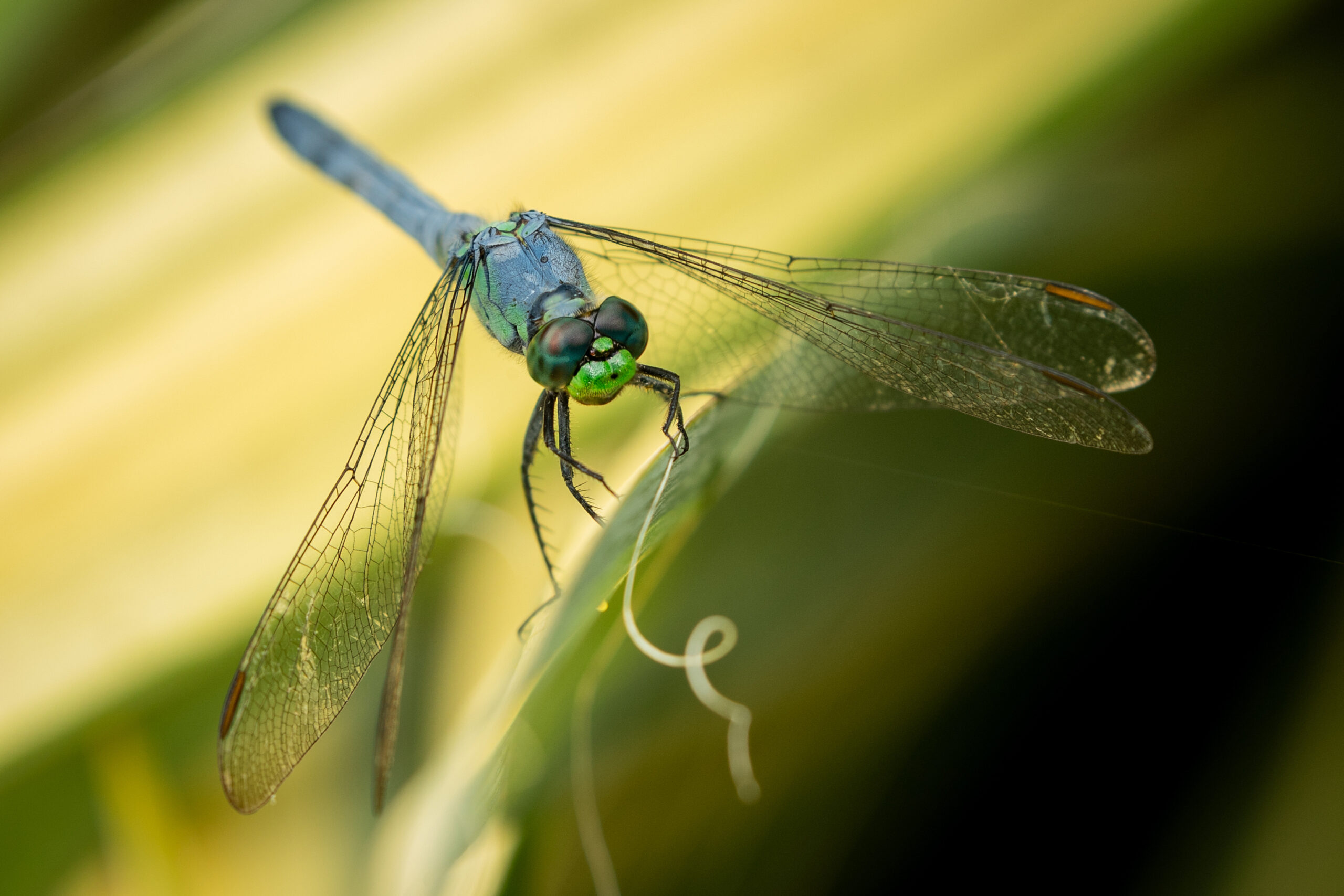 An eastern pondhawk, a common dragonfly species (Matt McIntosh/NOAA).