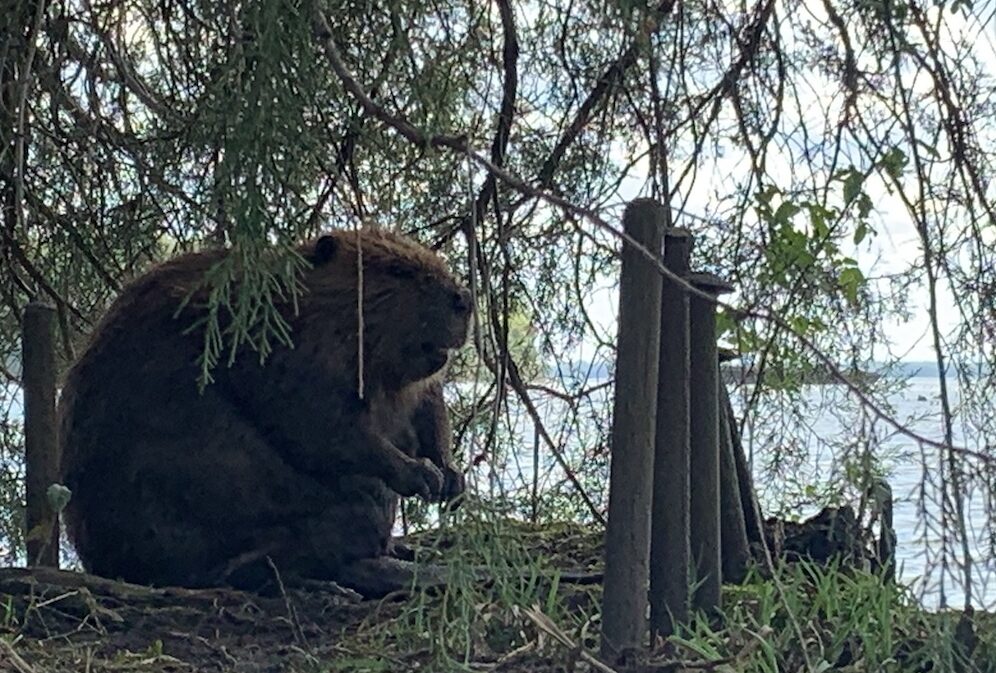 Photo contest submission of a beaver found at the Three Sisters wreck (Courtesy of Michele Perrie).