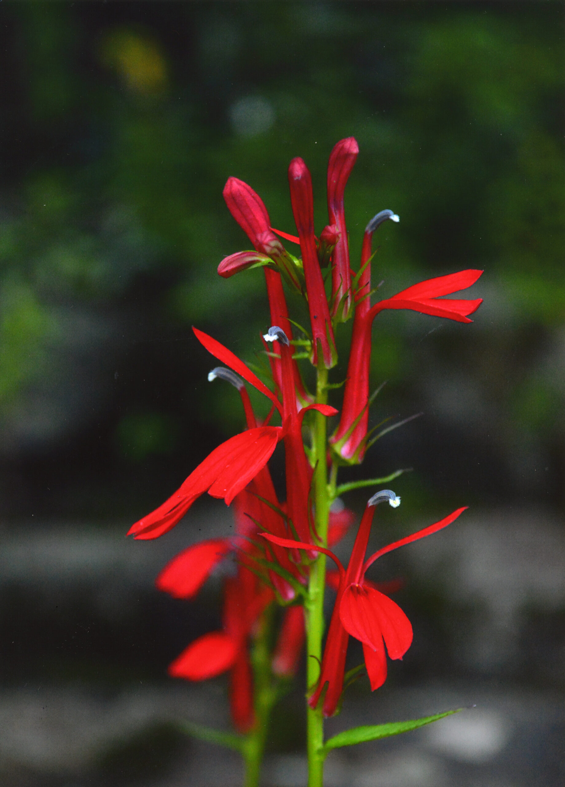 Cardinal flower (Elizabeth Gill/ Courtesy of Maryland DNR).