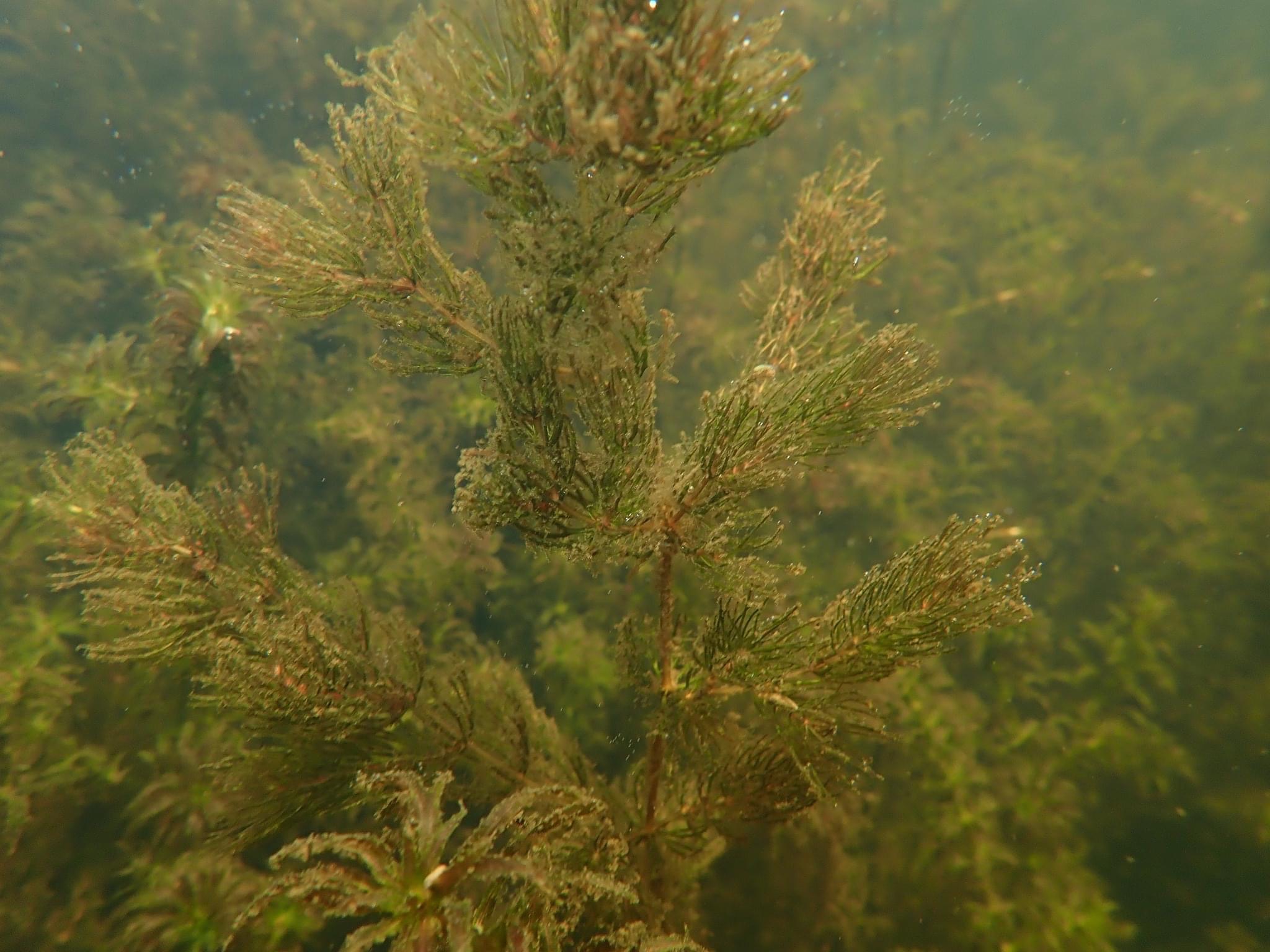 image of Submerged Aquatic Vegetation (SAV)