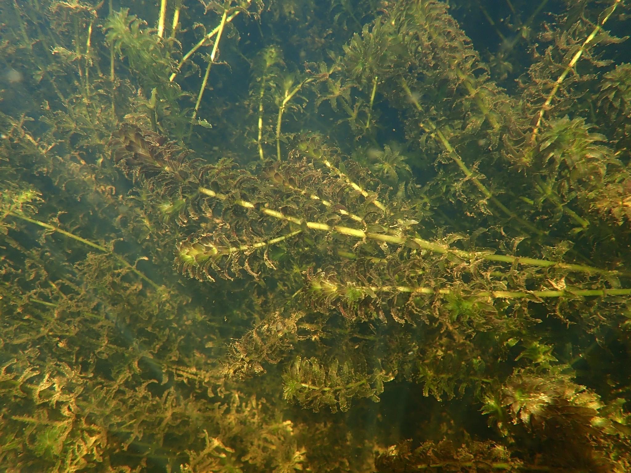 Hydrilla (Brooke Landry/ Courtesy of Maryland DNR).