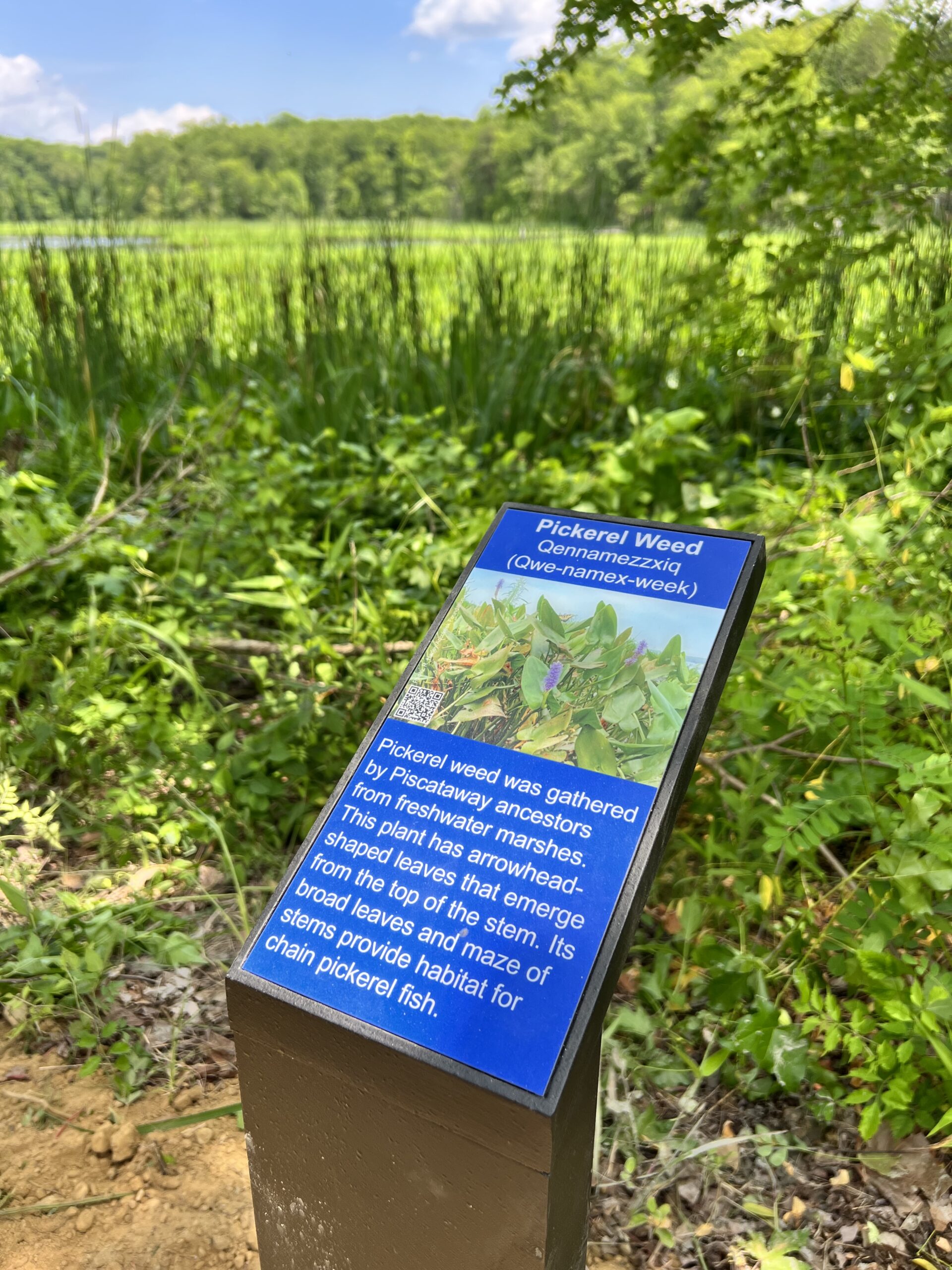 Trail sign highlighting pickerel weed (NOAA). 