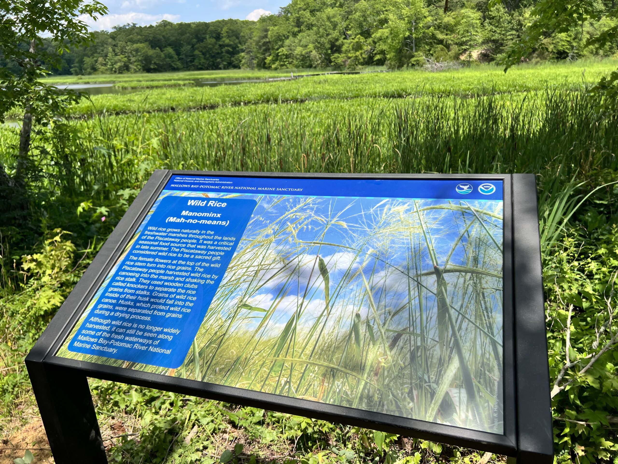 Trail sign highlighting wild rice (NOAA). 