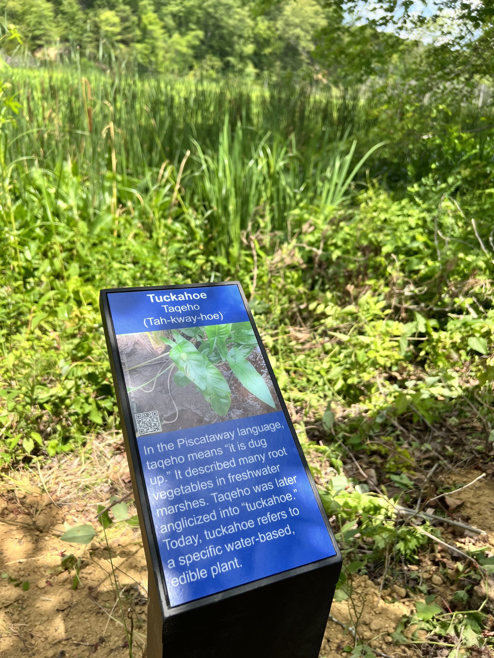 Trail sign highlighting tuckahoe (NOAA). 