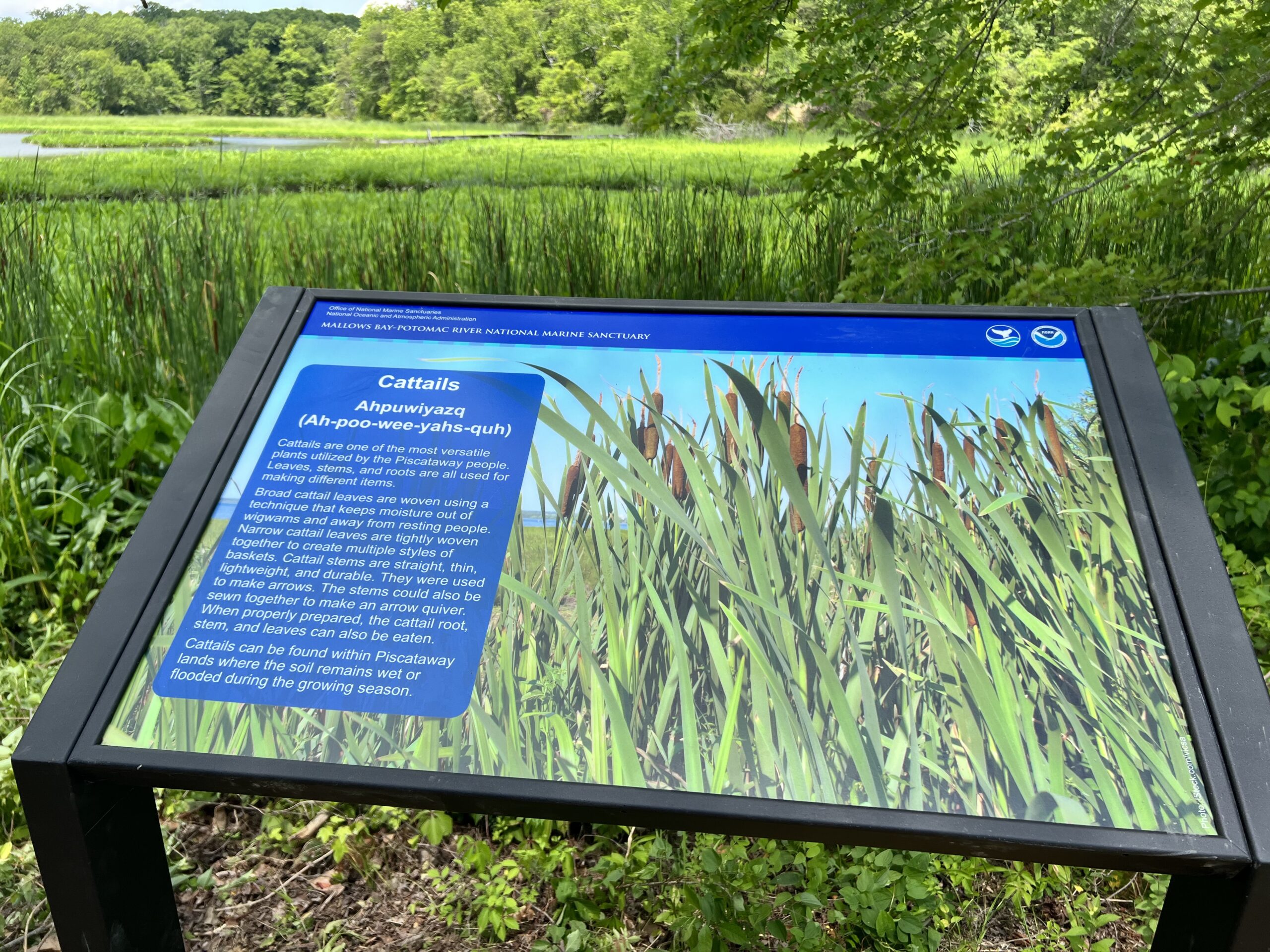 Trail sign highlighting cattails (NOAA).