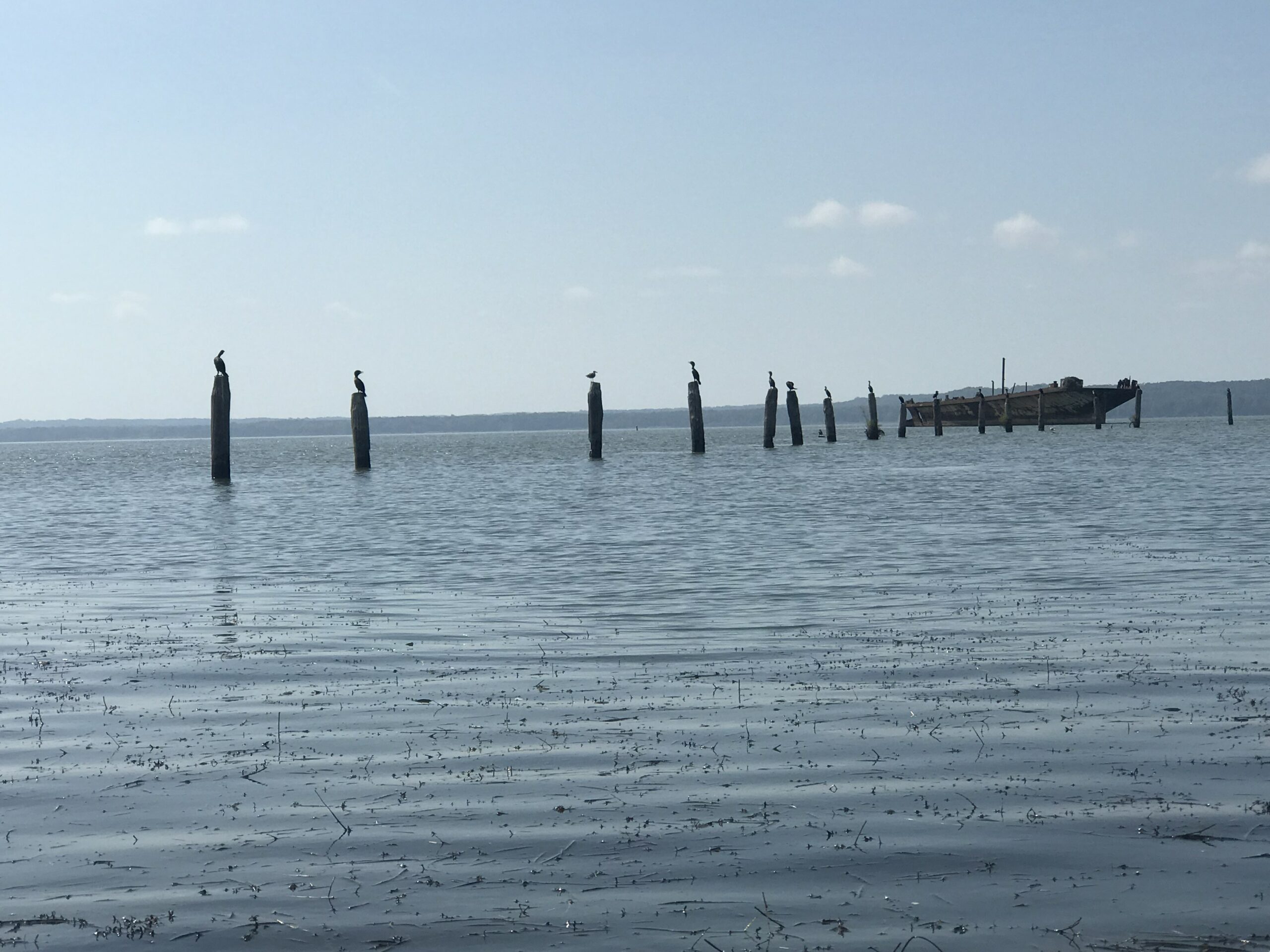 A group of cormorants claim their favorite piling perches (Courtesy of John McLaughlin). 