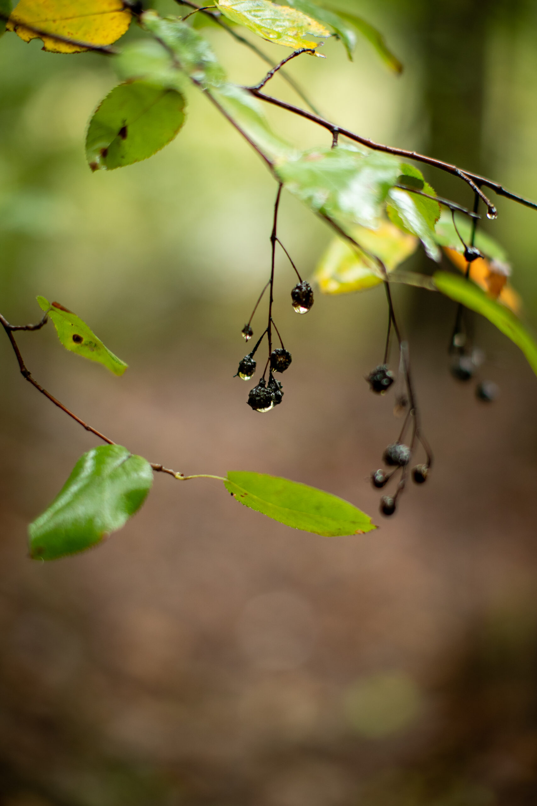 image of Serviceberry