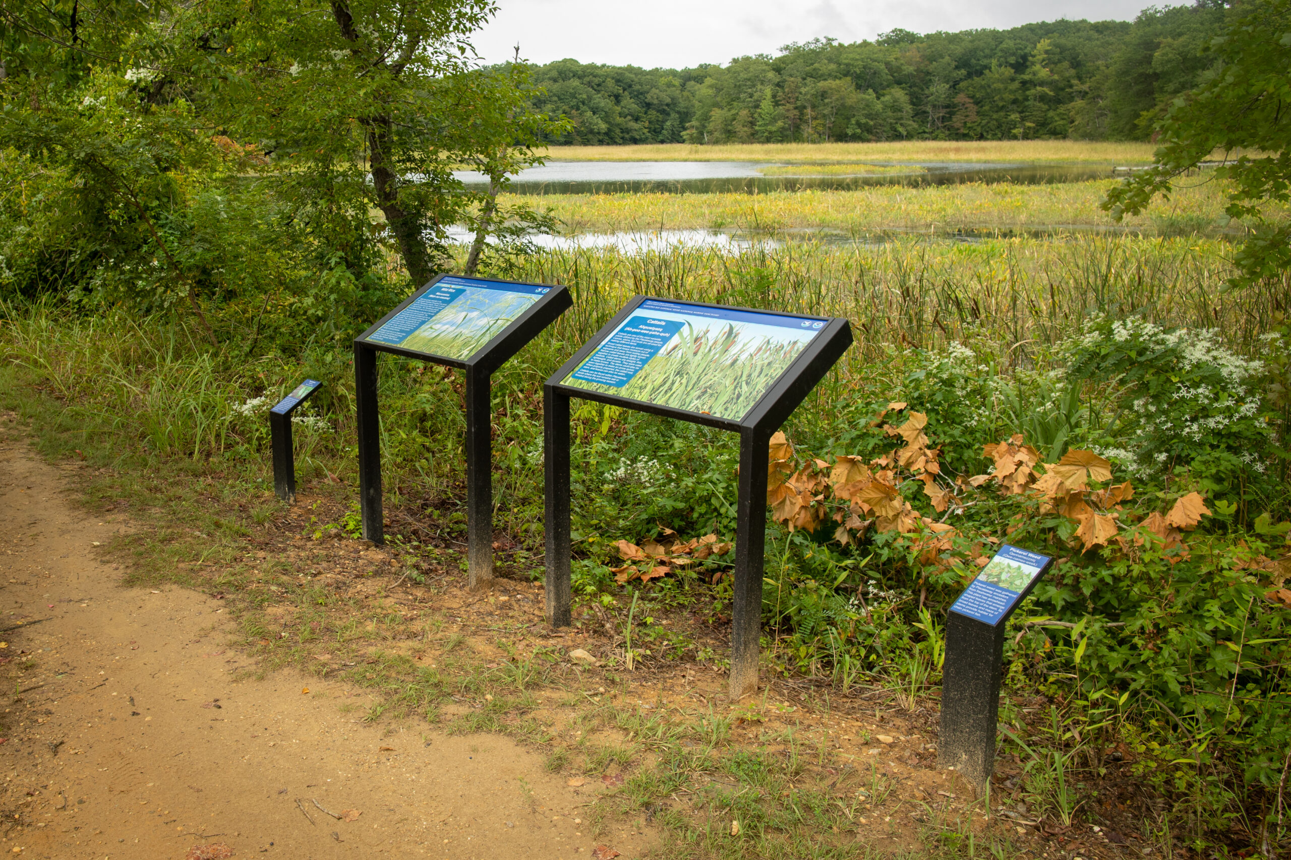 image of Freshwater Marsh Plants