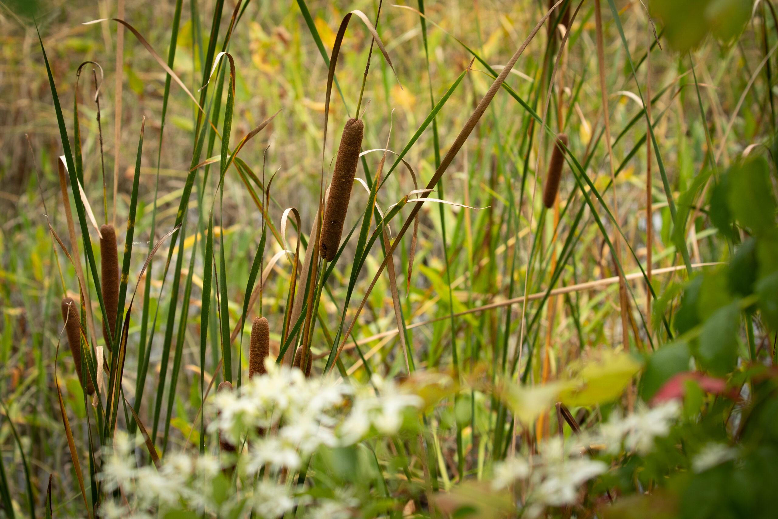 Cattails growing just off the walking path in Mallows Bay park (Matt McIntosh/NOAA).