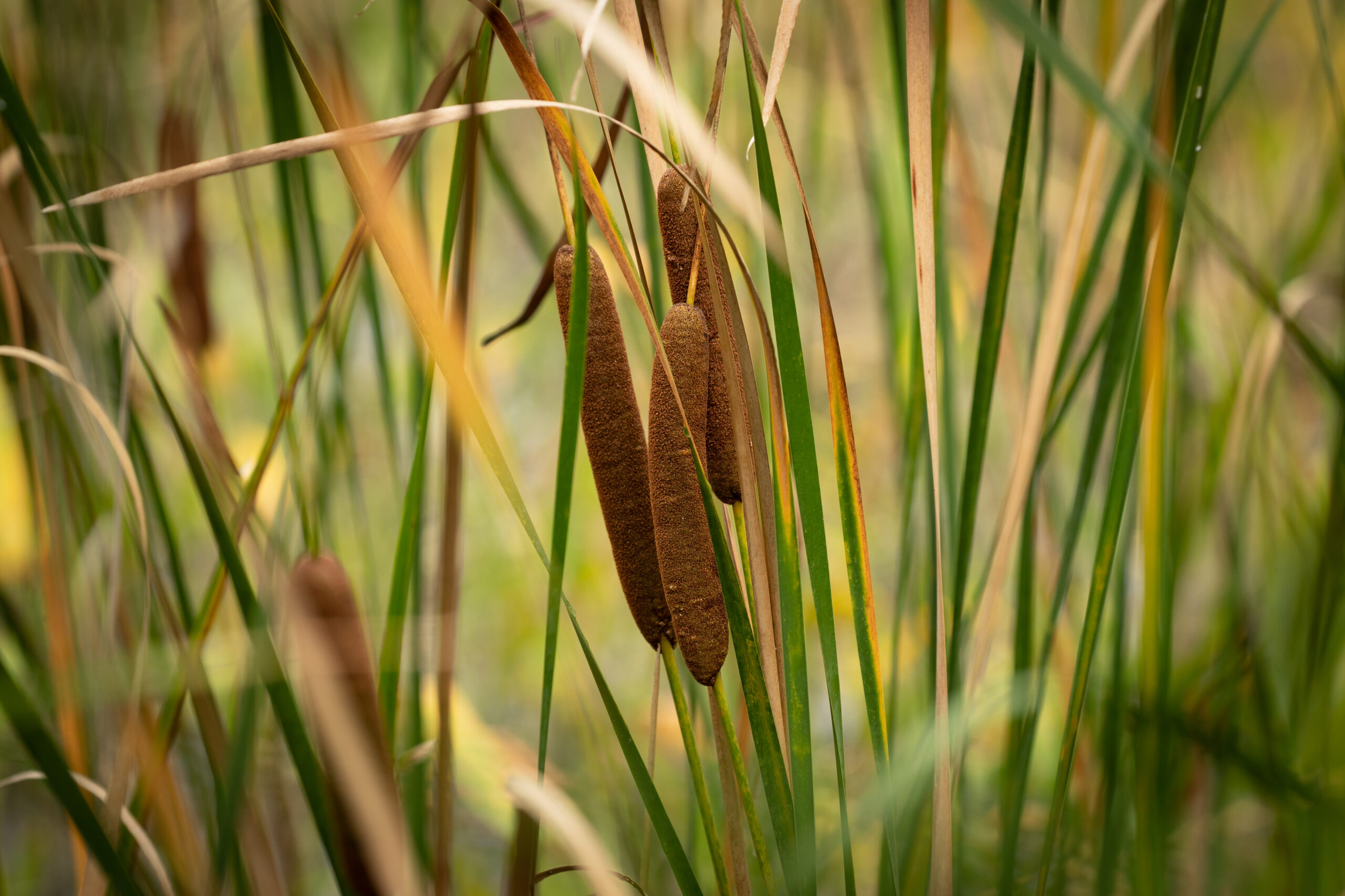 Cattails growing just off the walking path in Mallows Bay park (Matt McIntosh/NOAA).