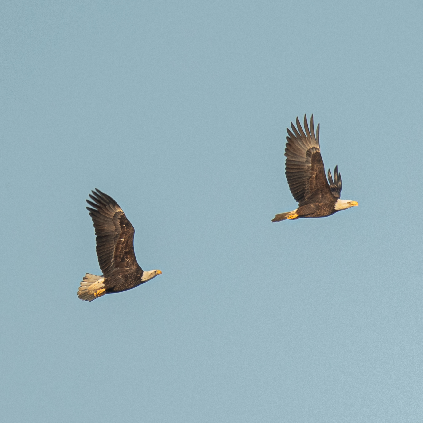 image of Eagle Nest