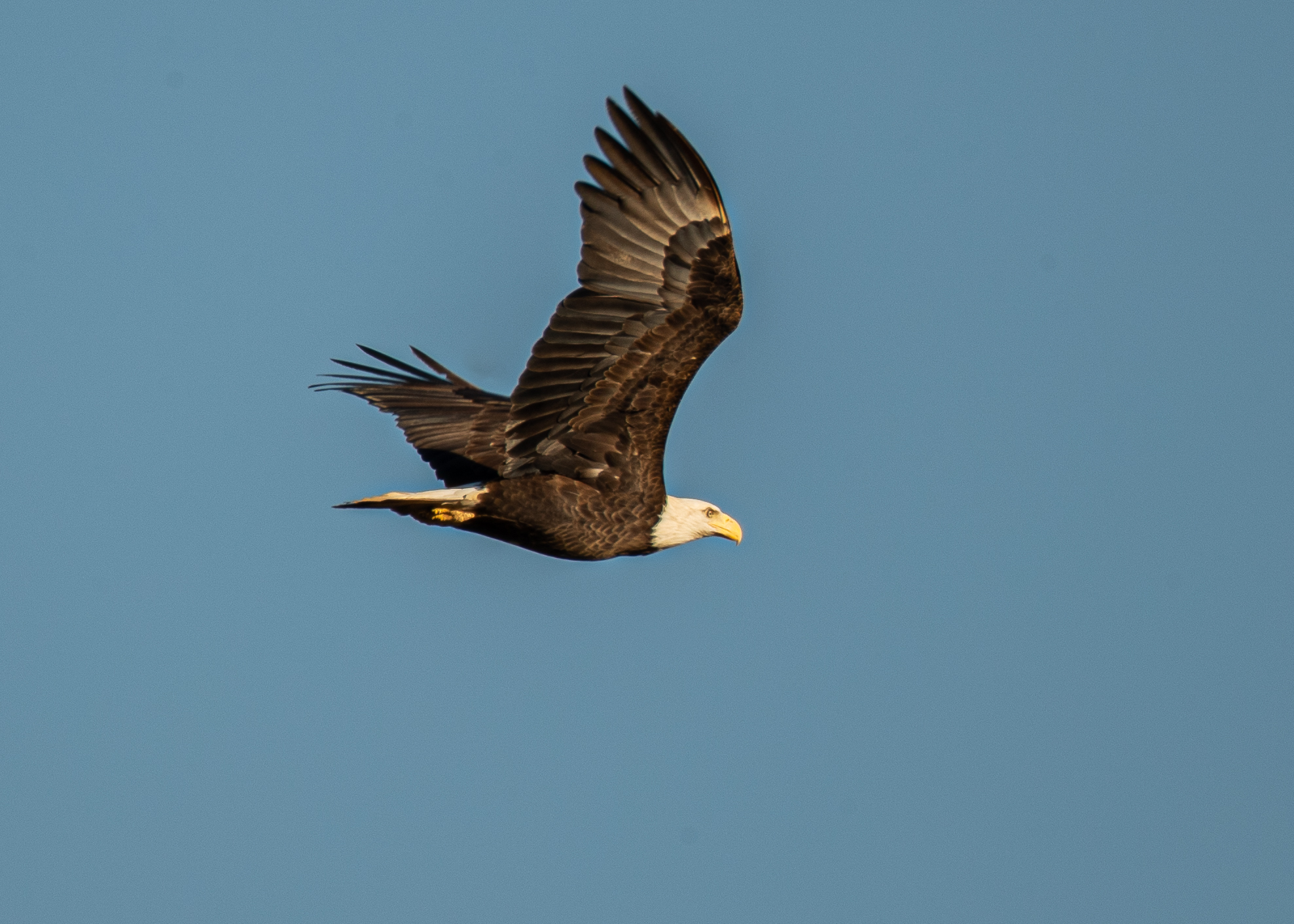 A bald eagle flying above Mallows Bay (Nick Zachar/NOAA).