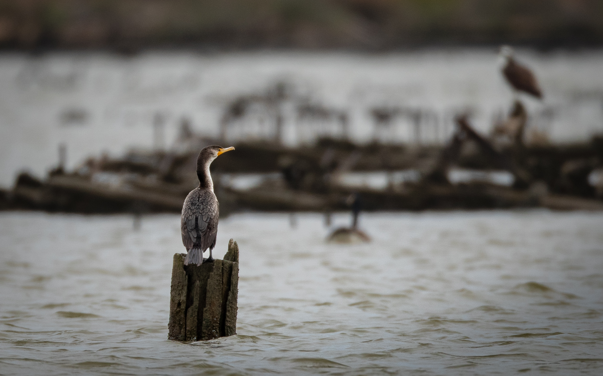 A cormorant rests after a dive (Matt McIntosh/NOAA).