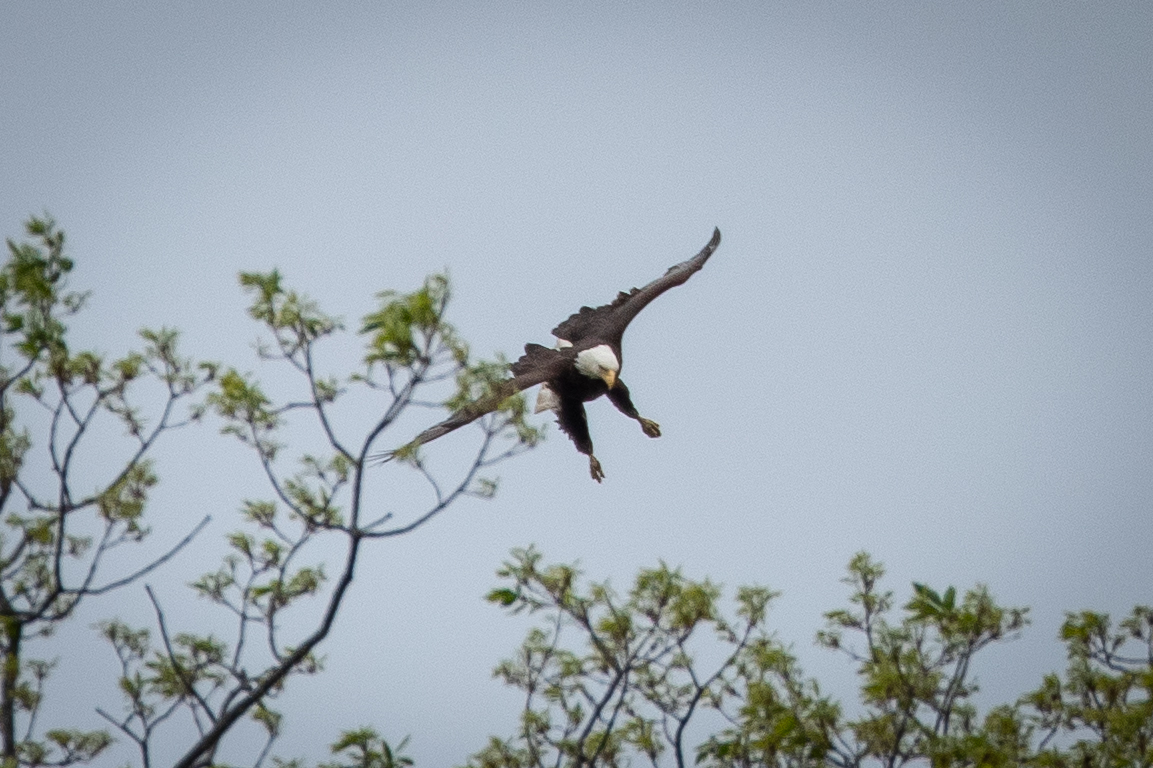 A bald eagle taking flight from its nest (Matt McIntosh/NOAA).