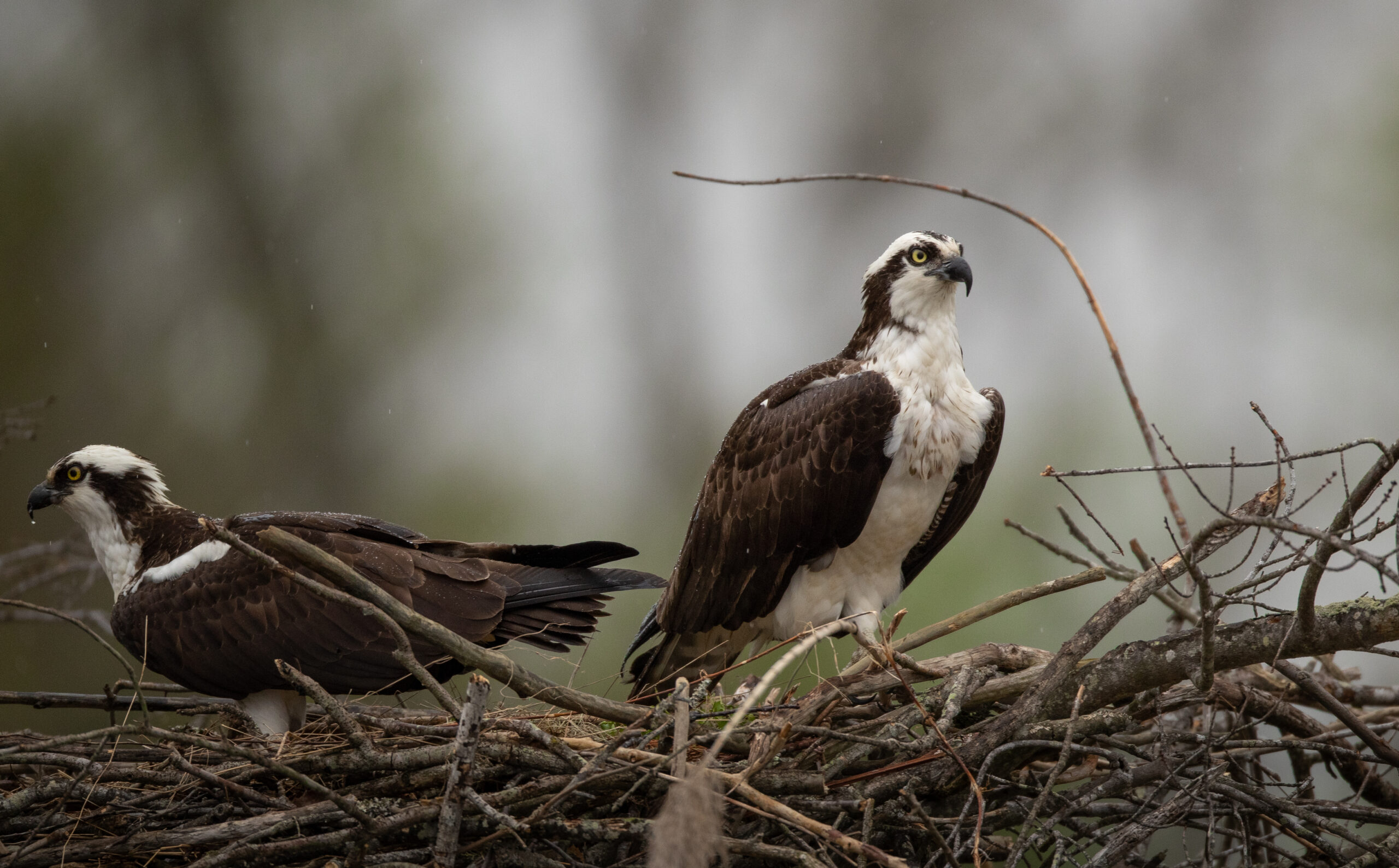 image of Osprey Nest