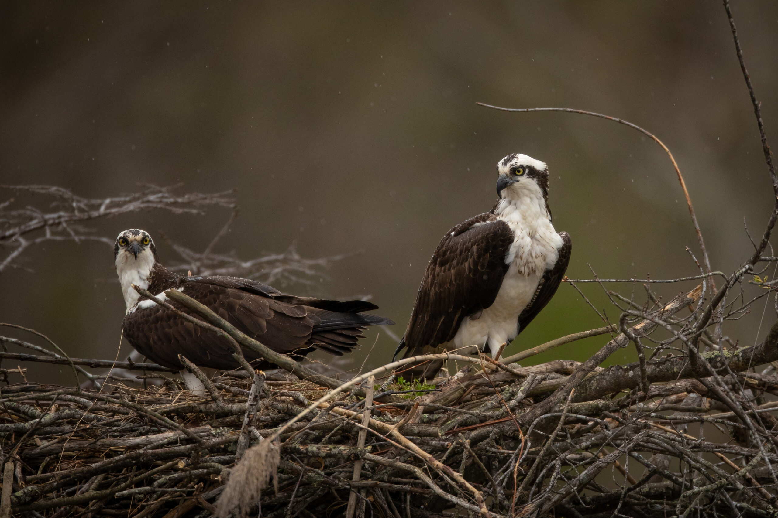 Ospreys return to the same nest every year (Matt McIntosh/NOAA).