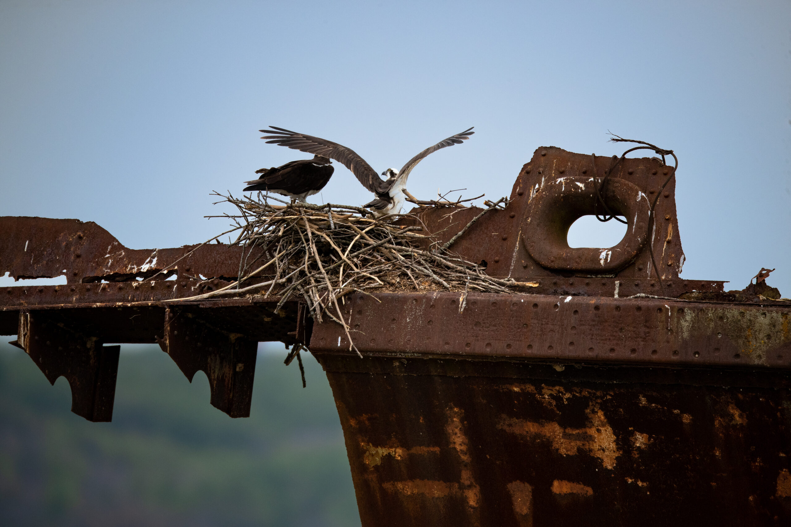 A happy couple enjoying the splendid views of Mallows Bay (Matt McIntosh/NOAA).